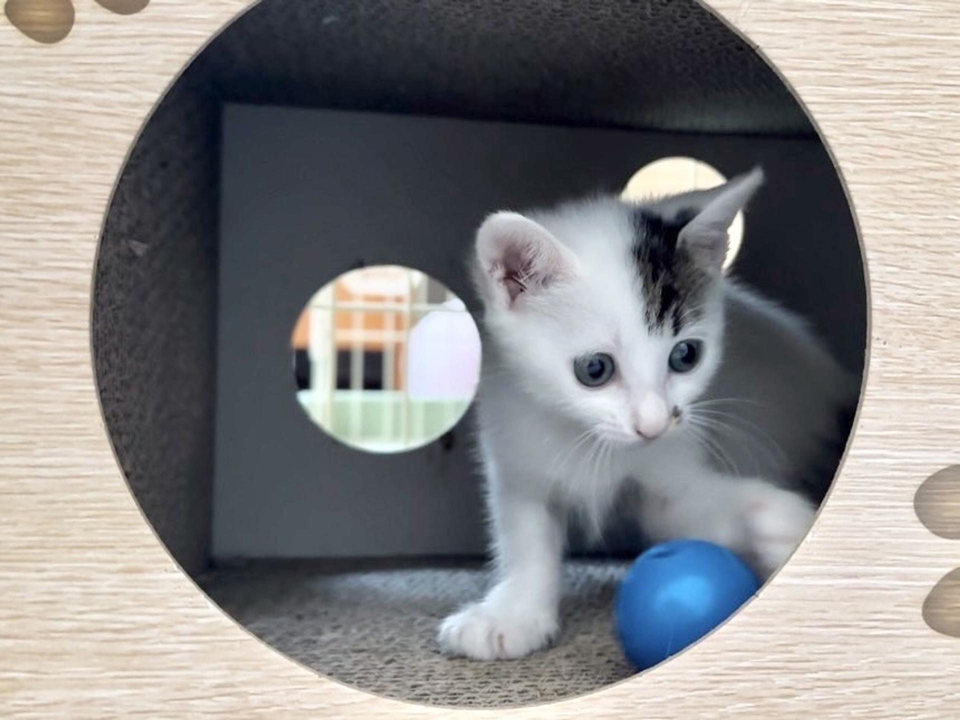 pet-image-5