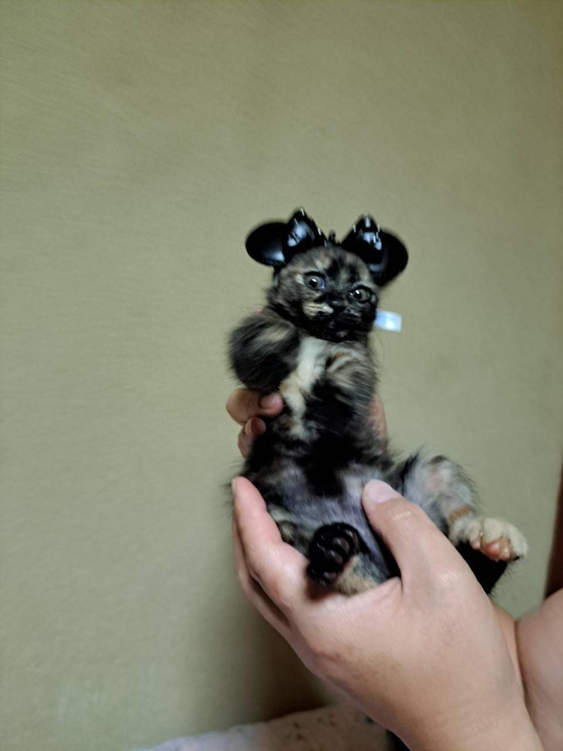 pet-image-6