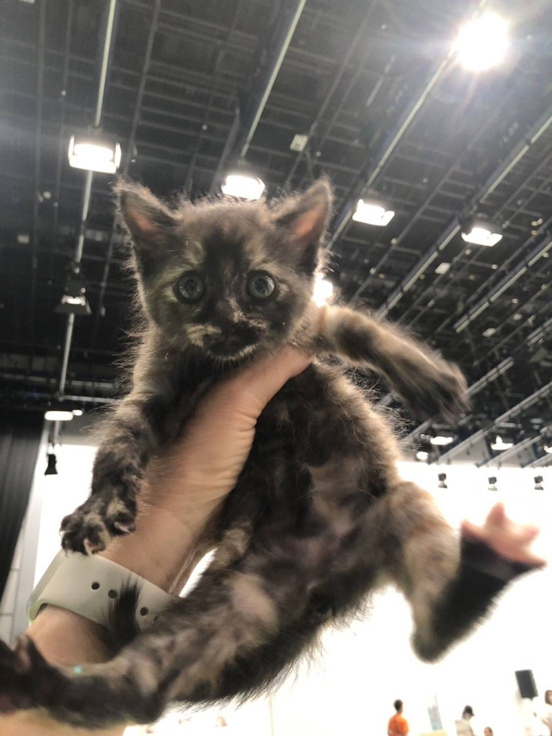 雑種（ミックス猫）・メスの里親募集の写真