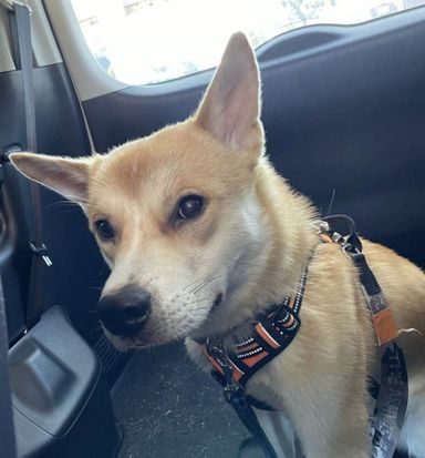 雑種（ミックス犬）・オスの里親募集の写真