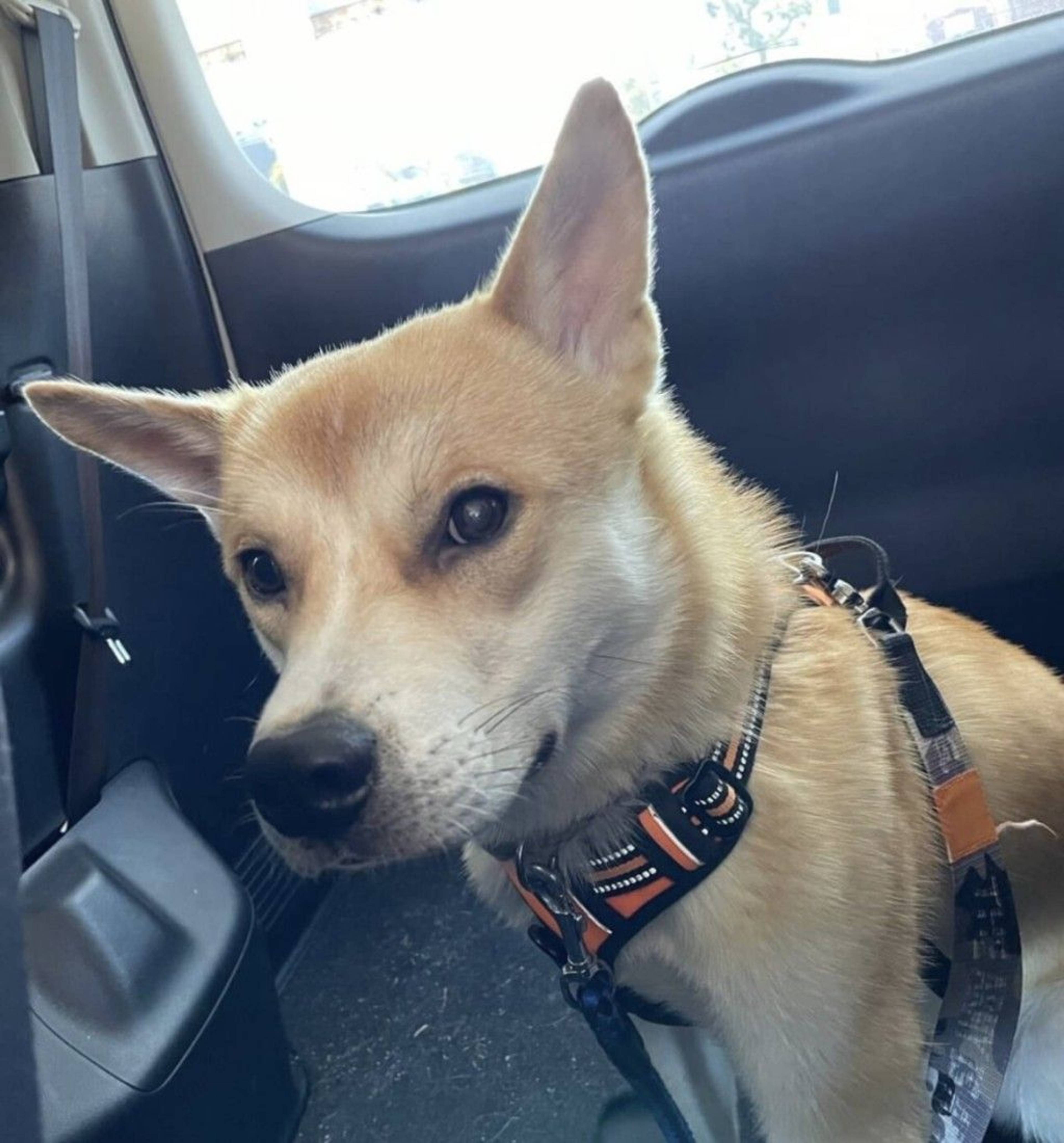 雑種（ミックス犬）・オスの里親募集の写真