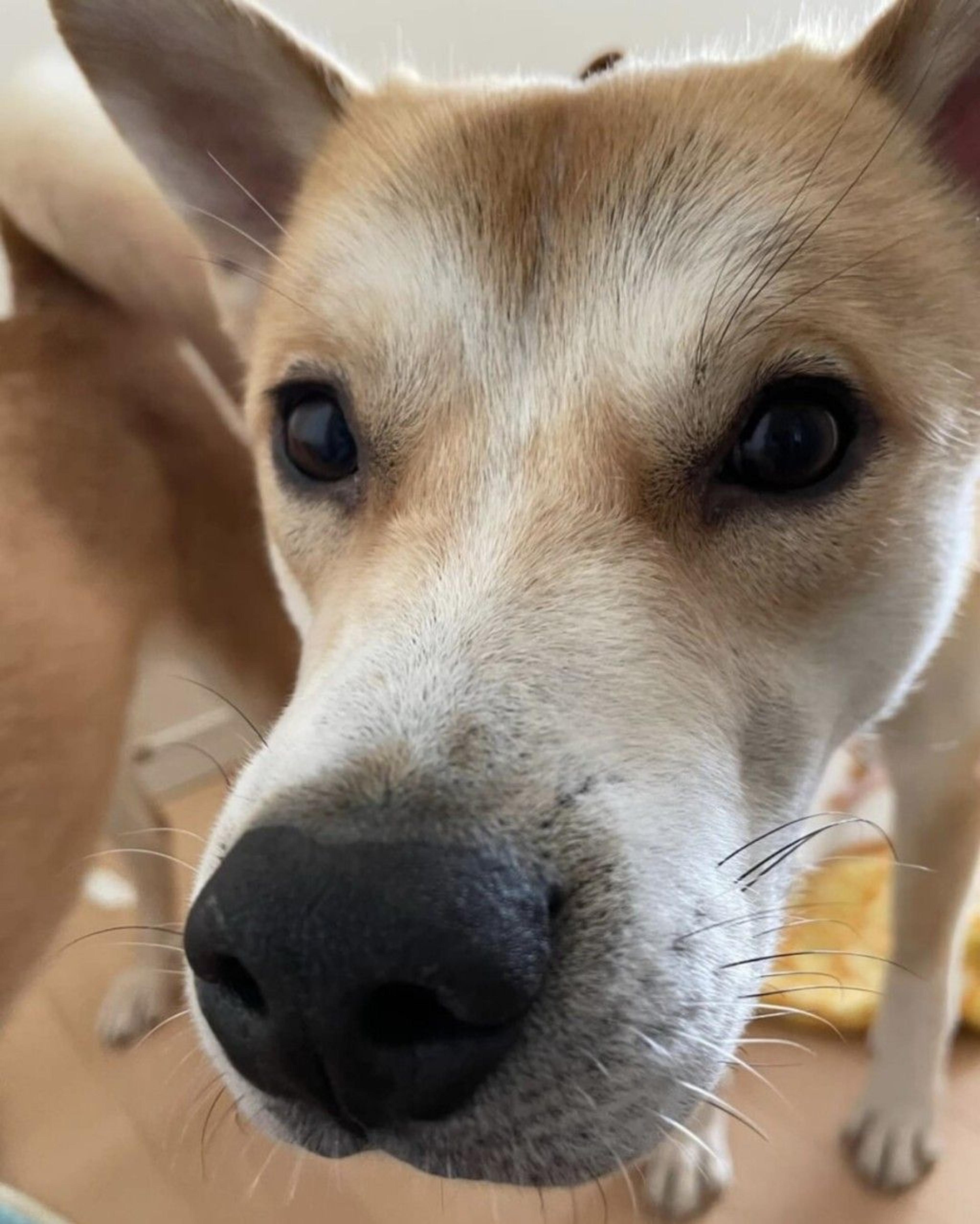 pet-image-3