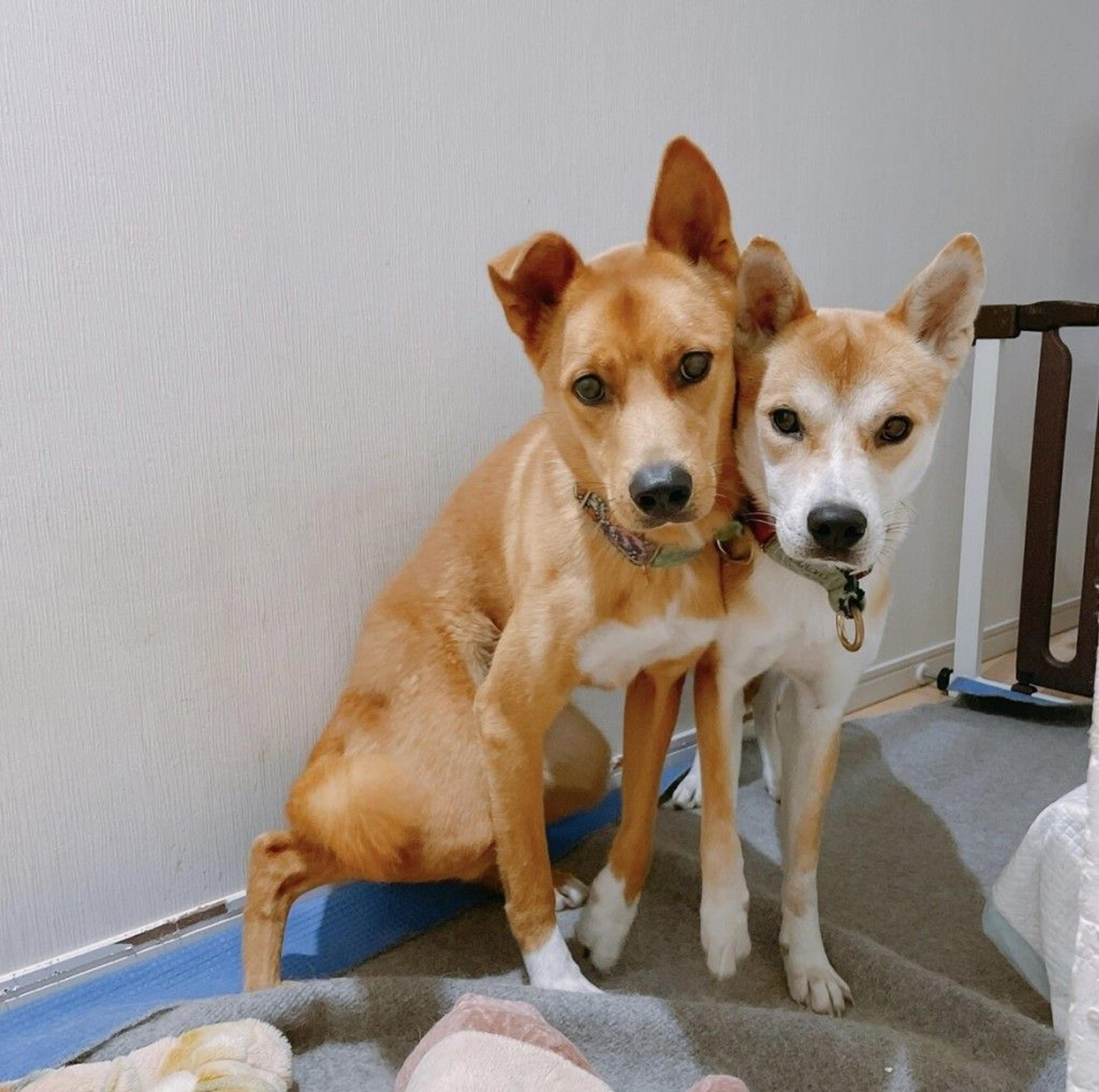 pet-image-5