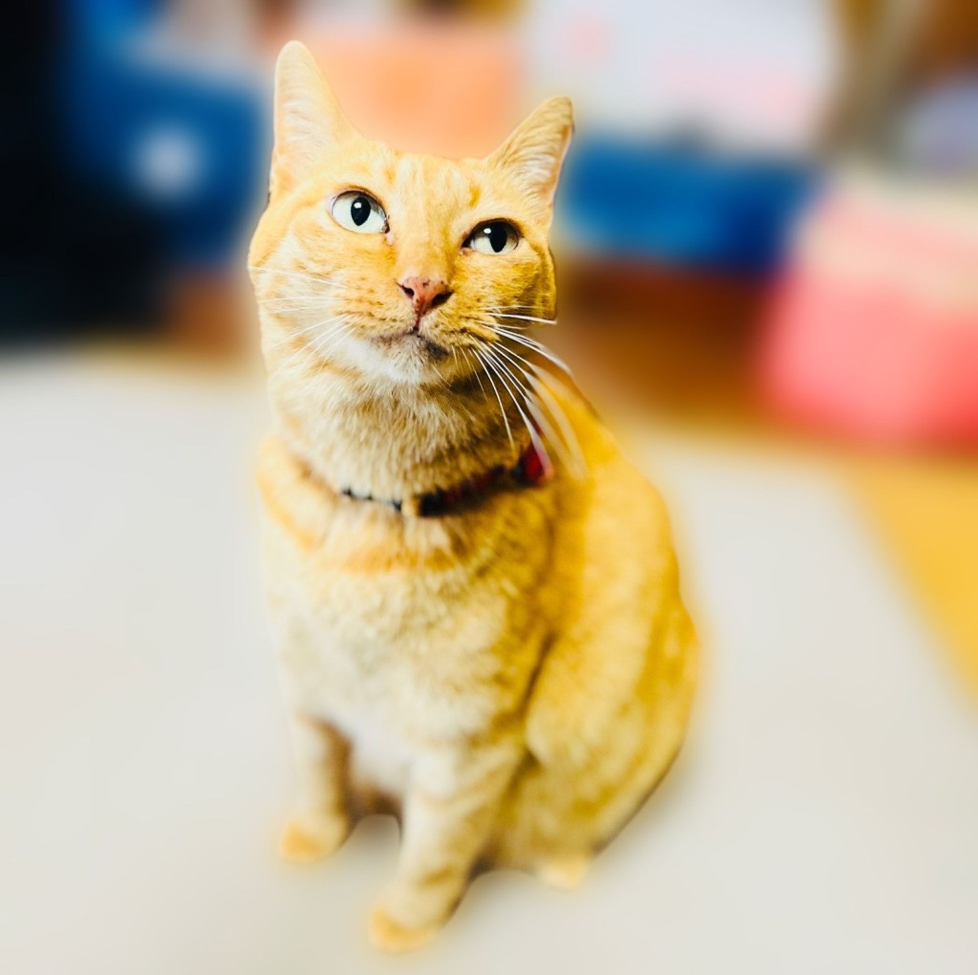 雑種（ミックス猫）・メスの里親募集の写真