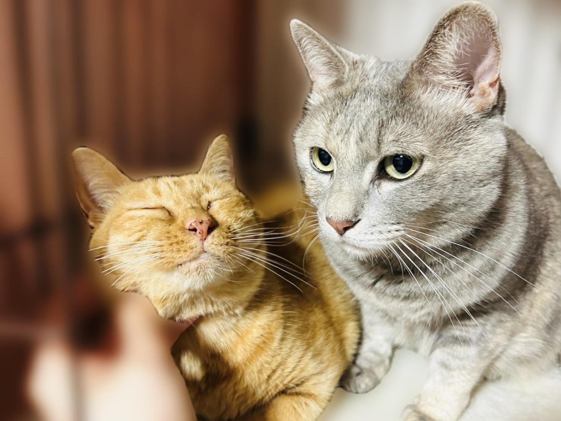 pet-image-4