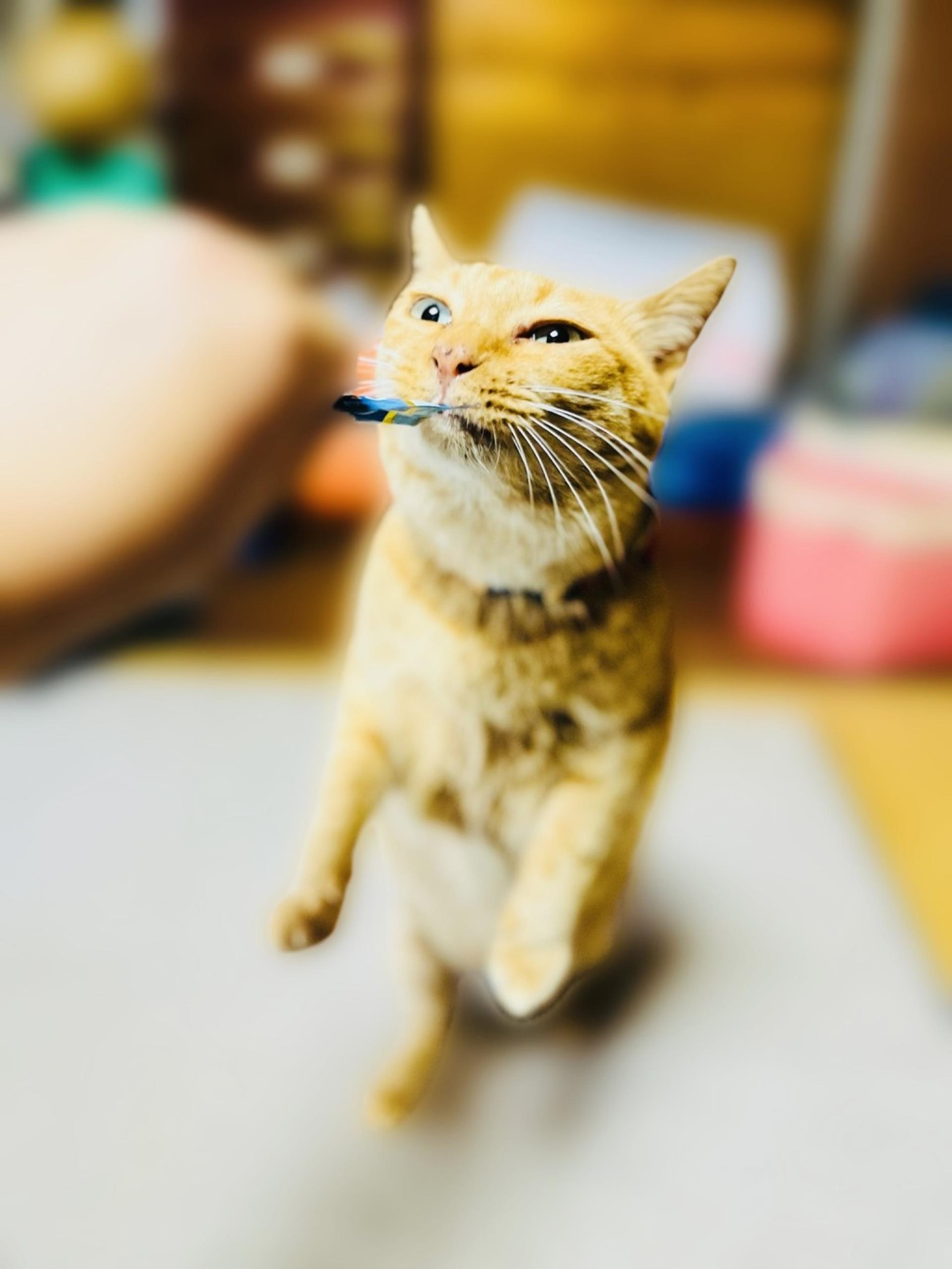 pet-image-5