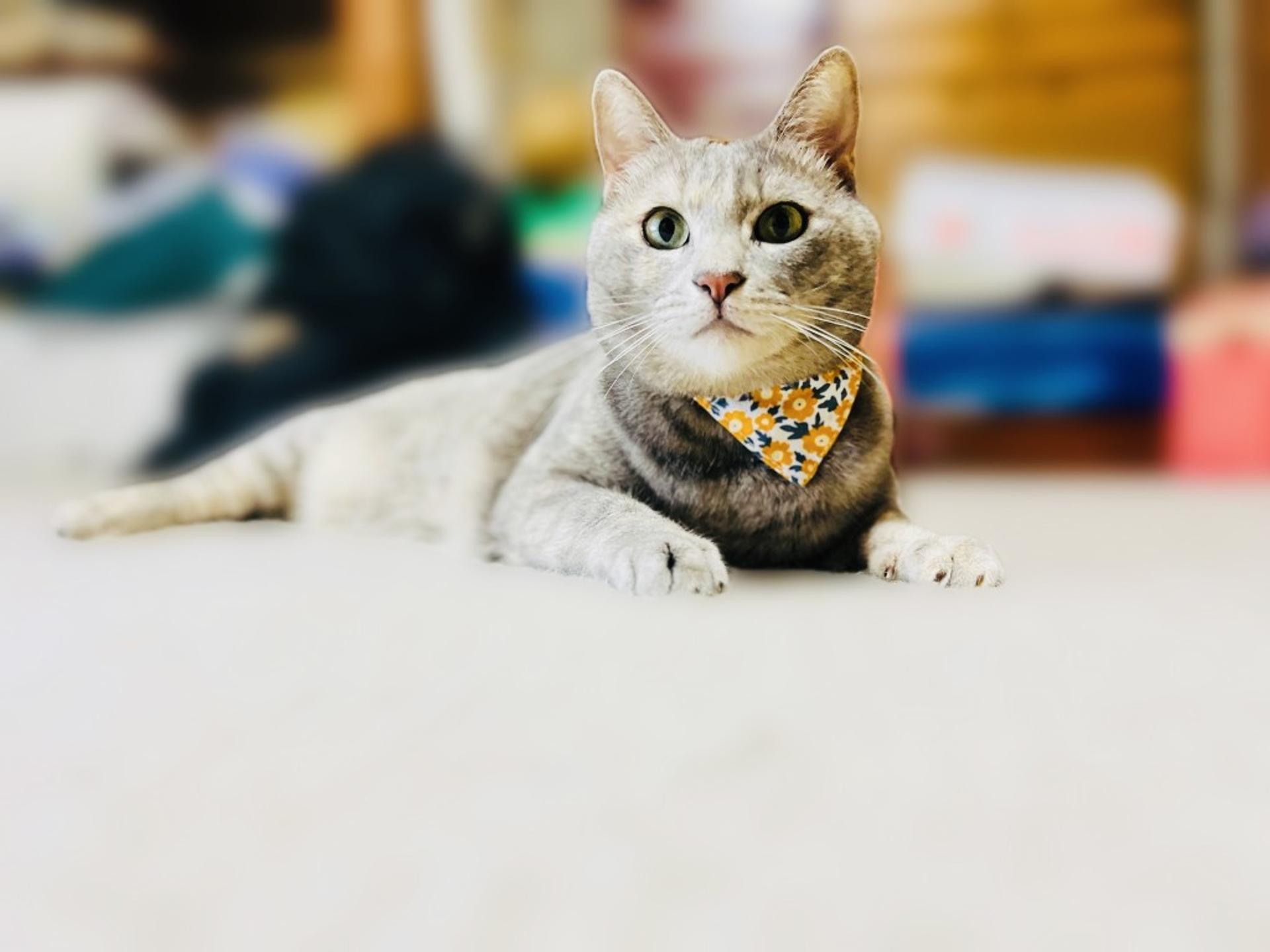 pet-image-4