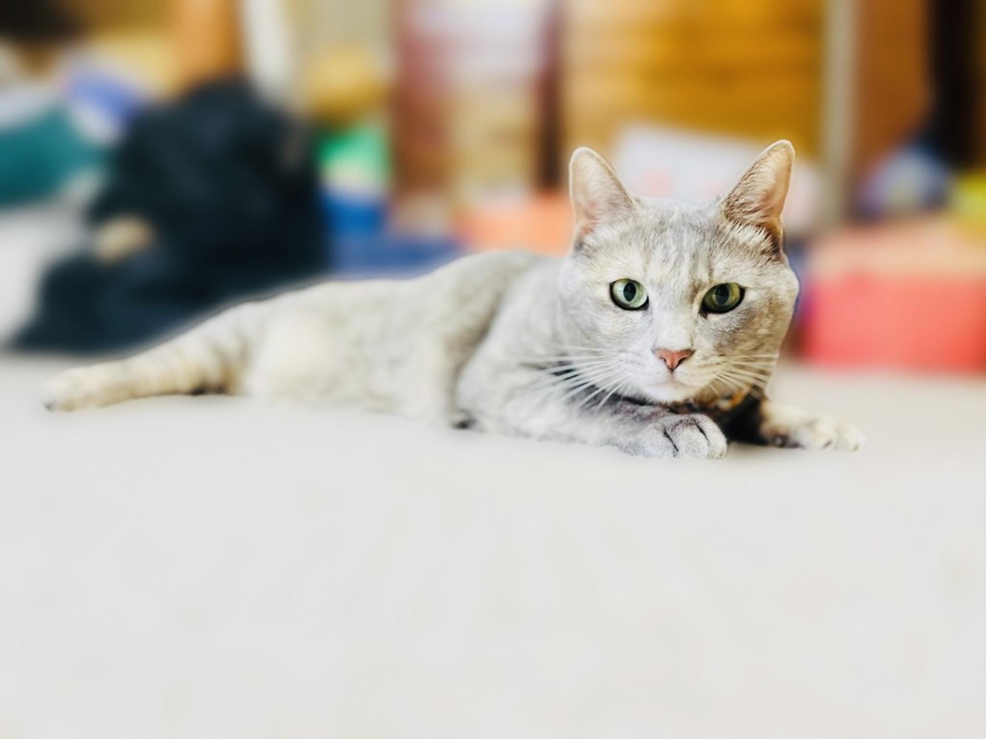 pet-image-5