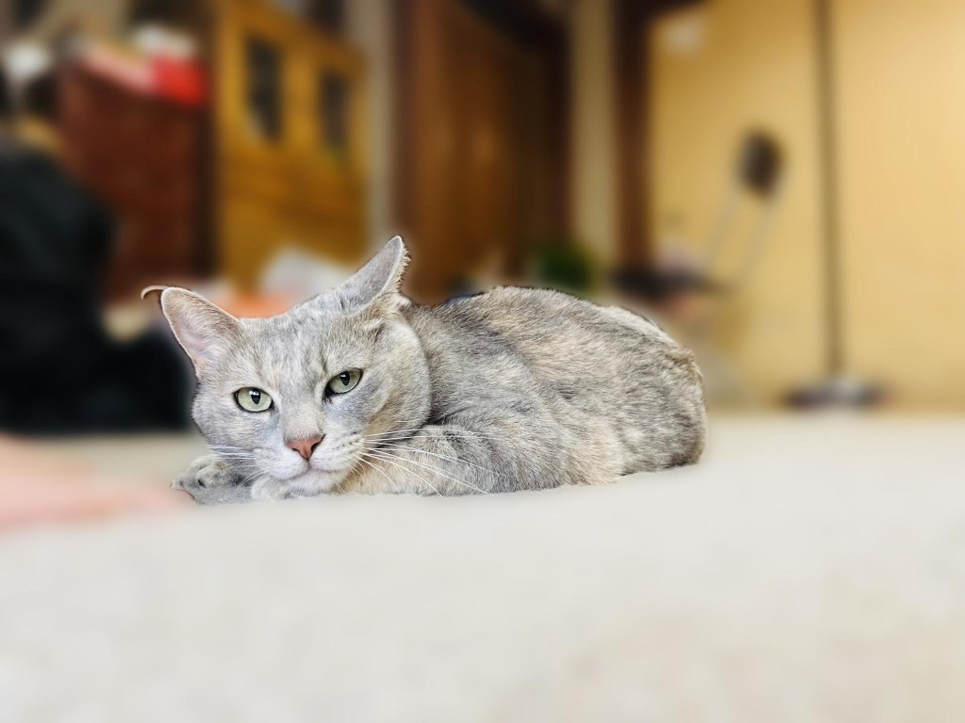 pet-image-6