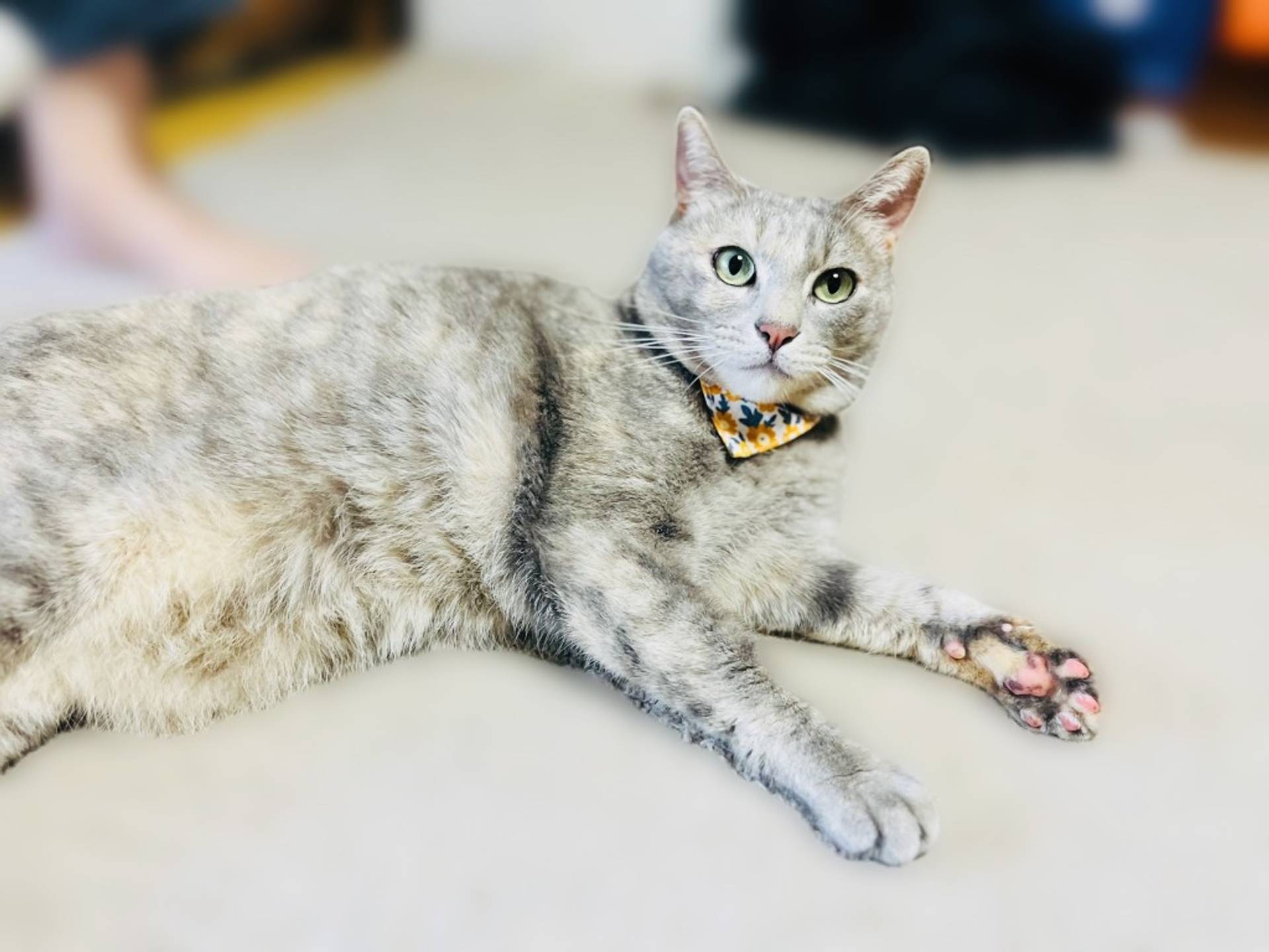 雑種（ミックス猫）・メスの里親募集の写真