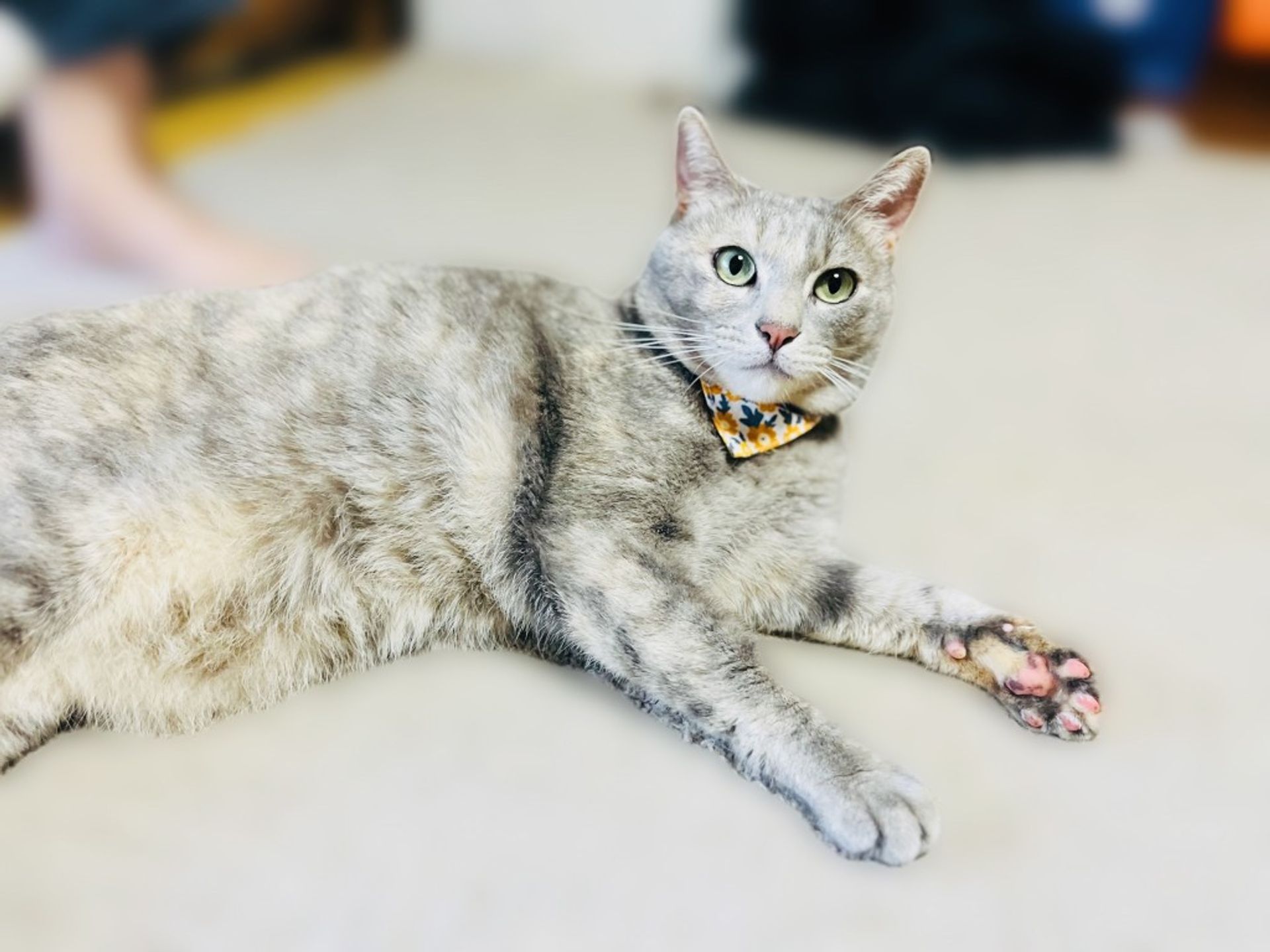 雑種（ミックス猫）・メスの里親募集の写真