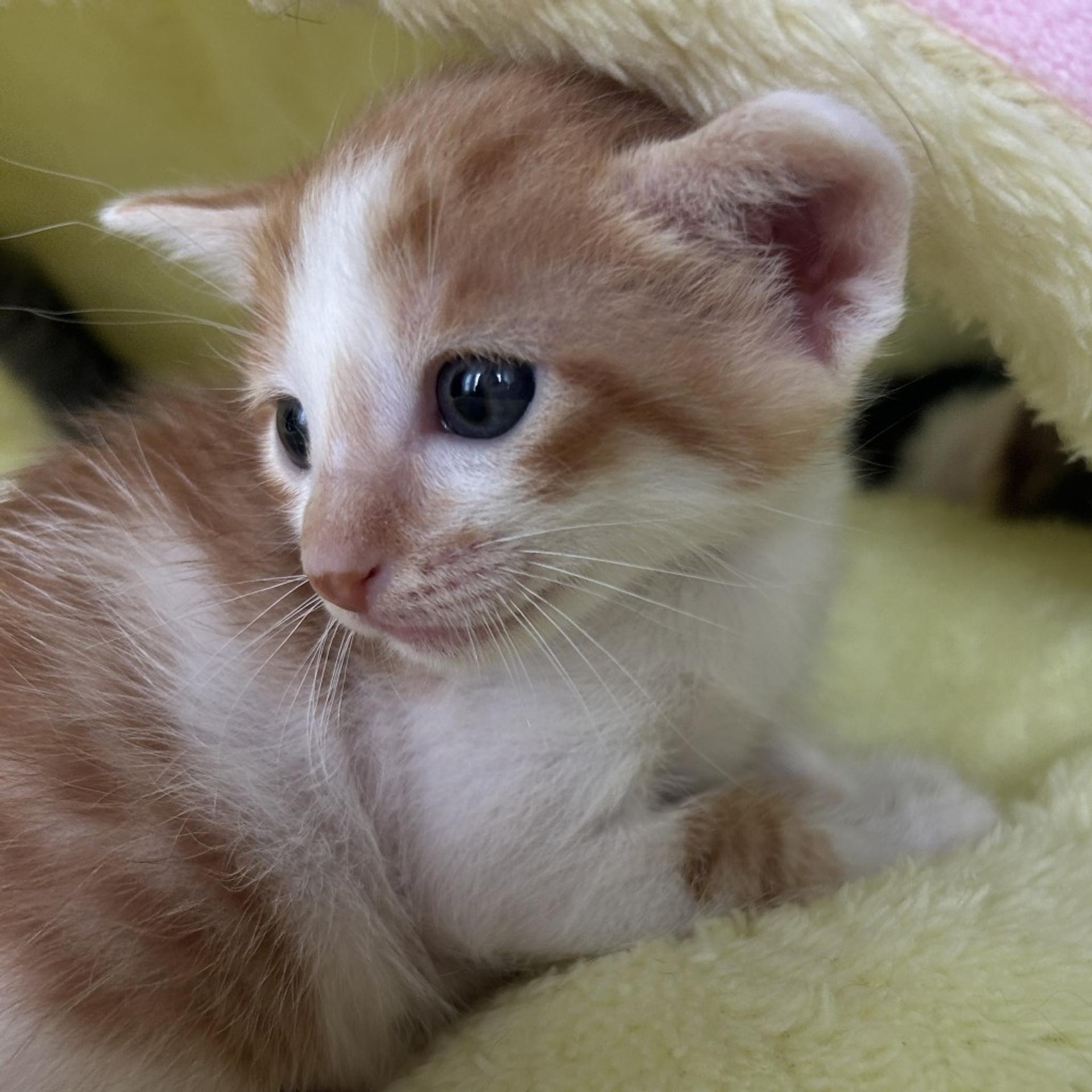 pet-image-10