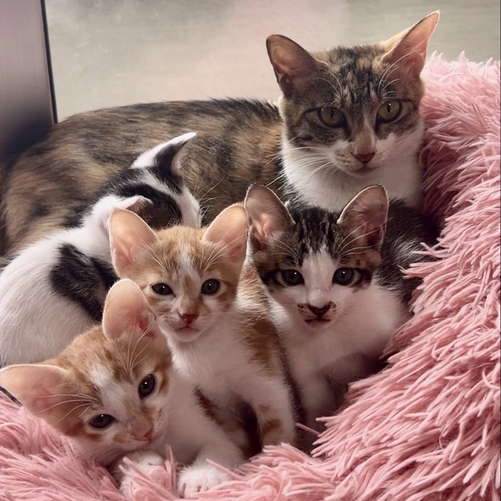 雑種（ミックス猫）・メスの里親募集の写真