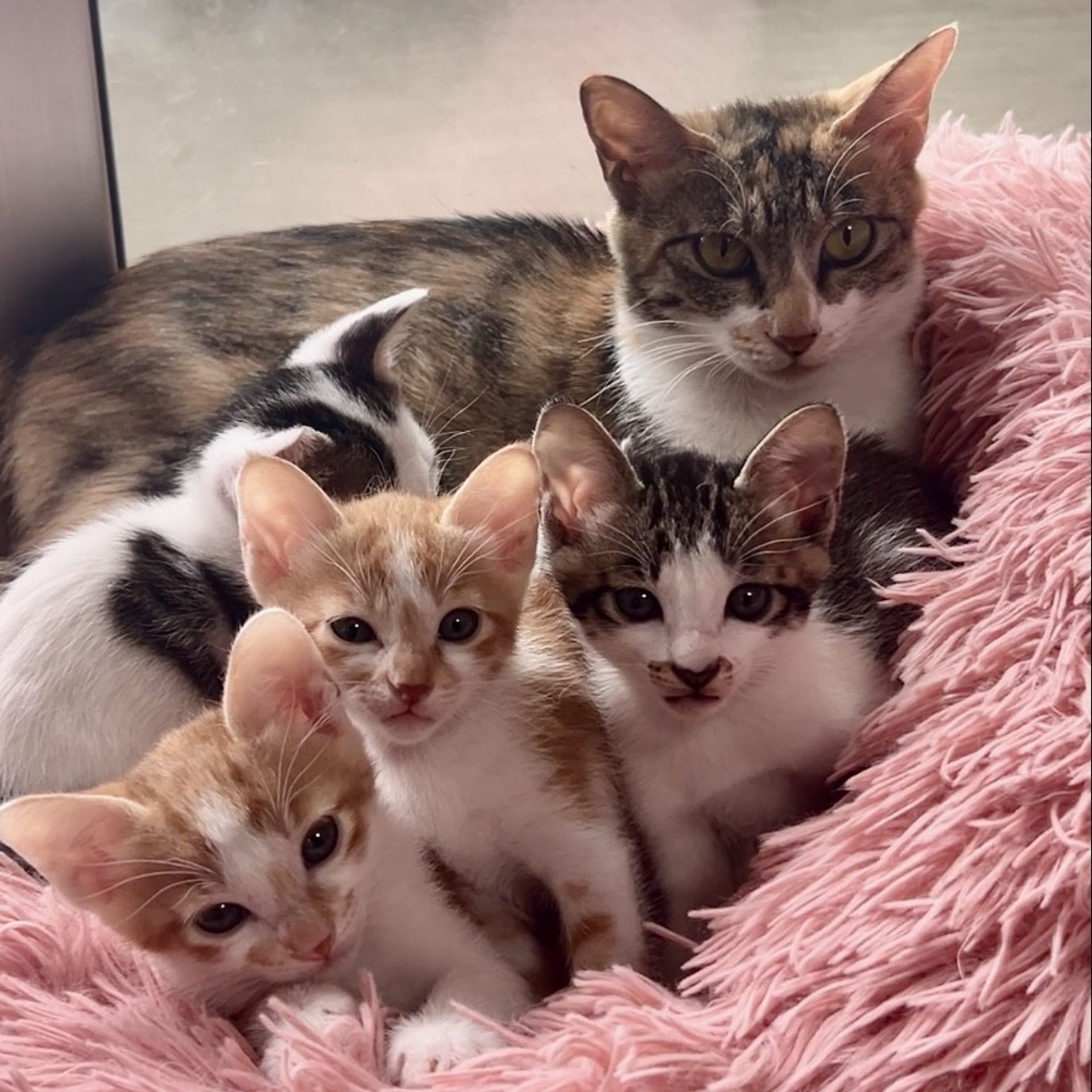 雑種（ミックス猫）・メスの里親募集の写真