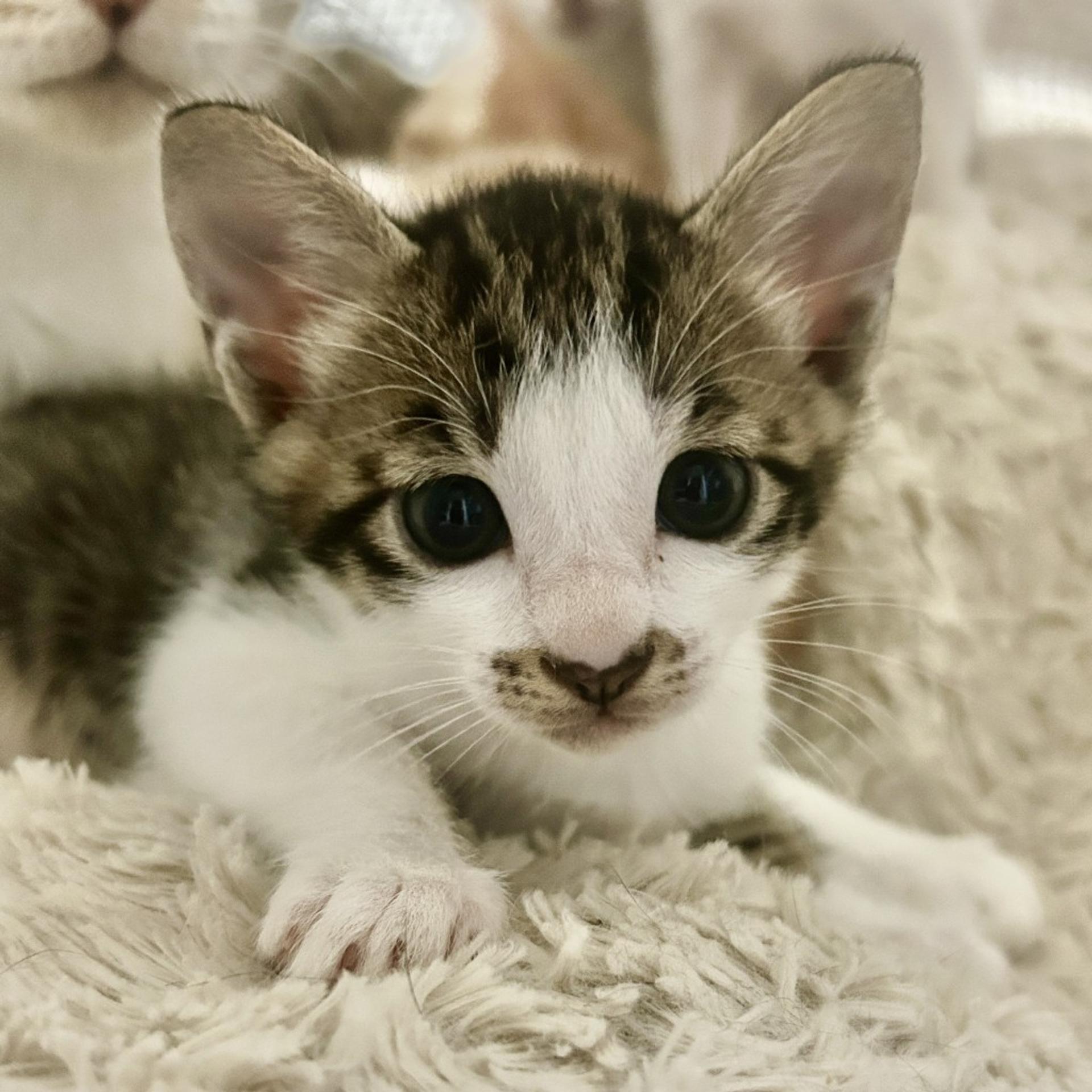pet-image-8