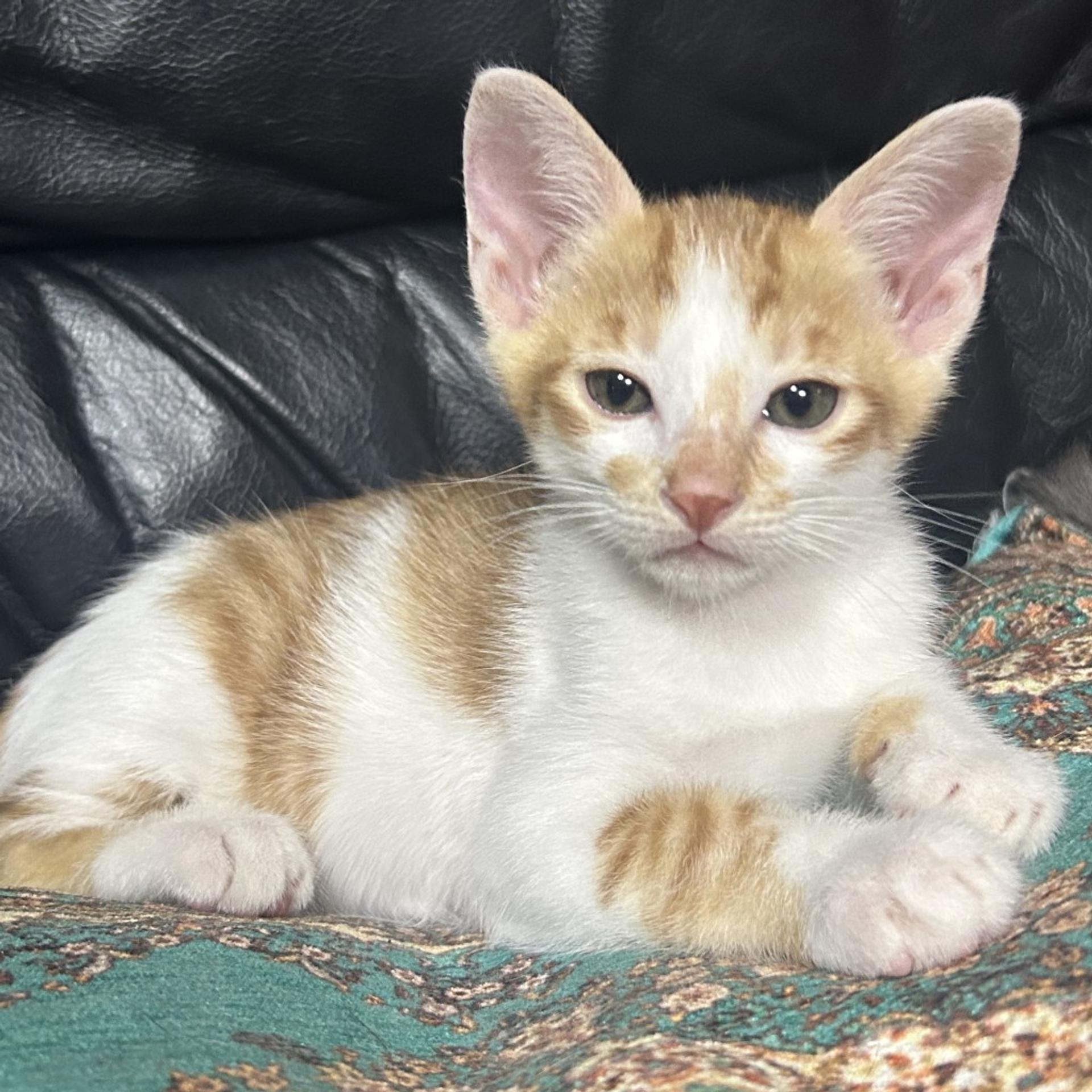 pet-image-3