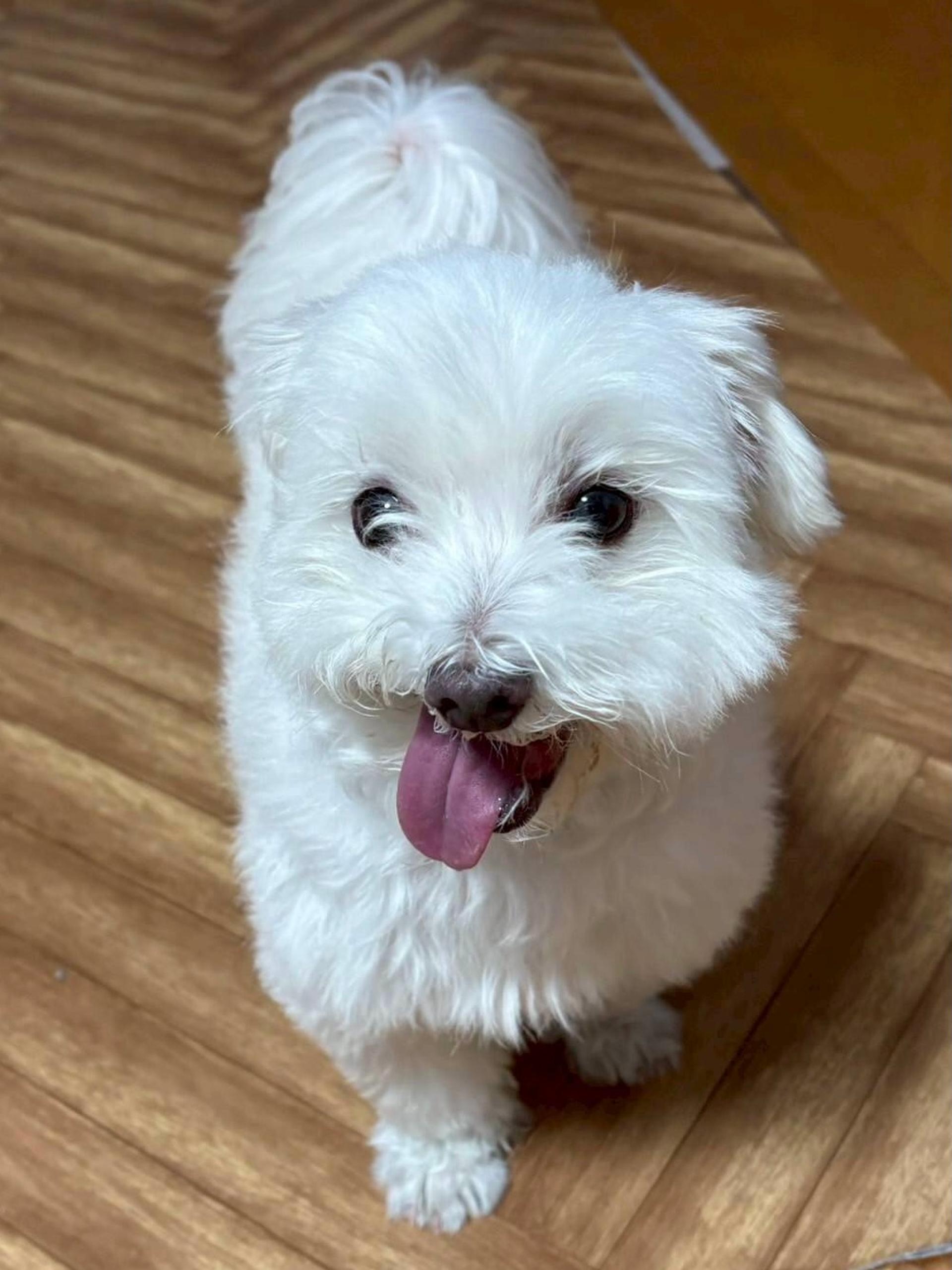pet-image-2