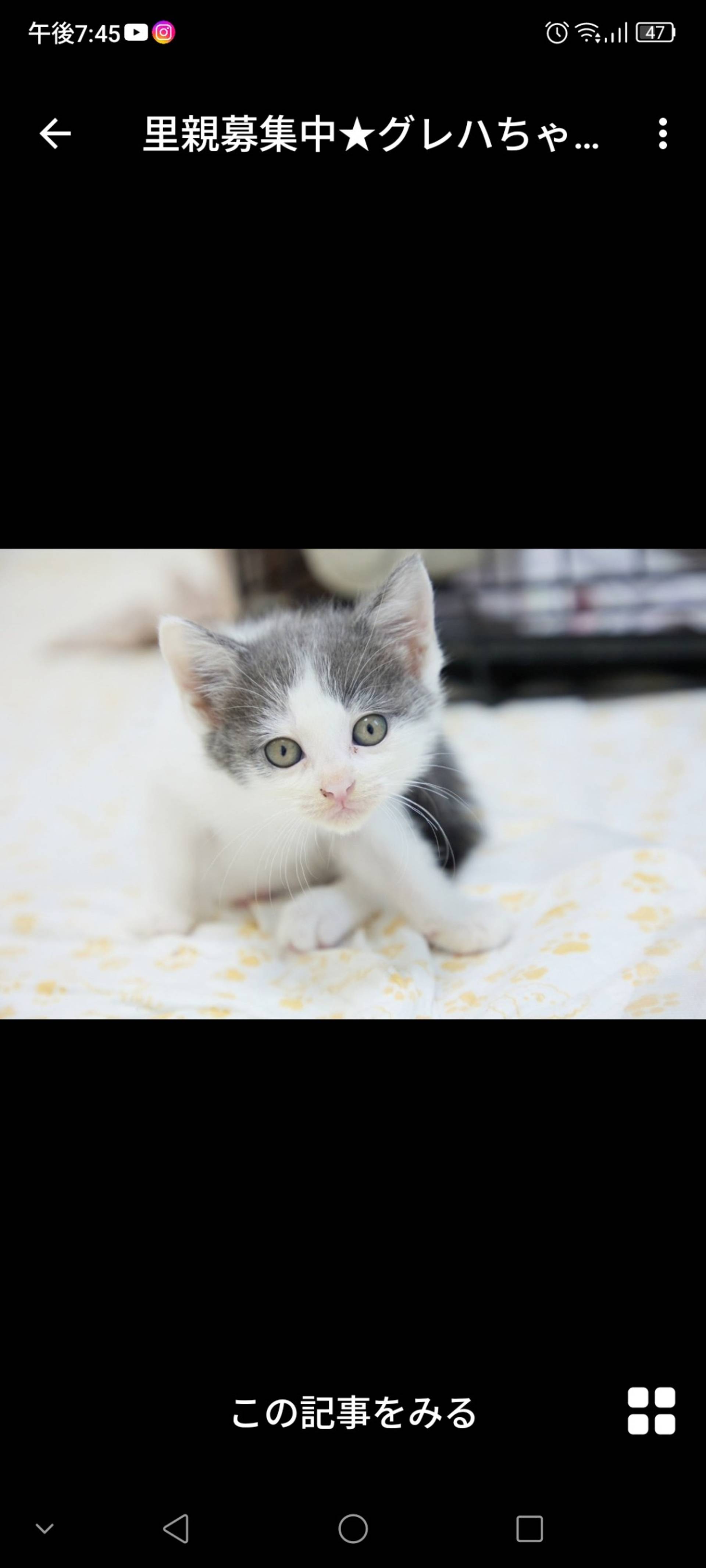 雑種（ミックス猫）・メスの里親募集の写真