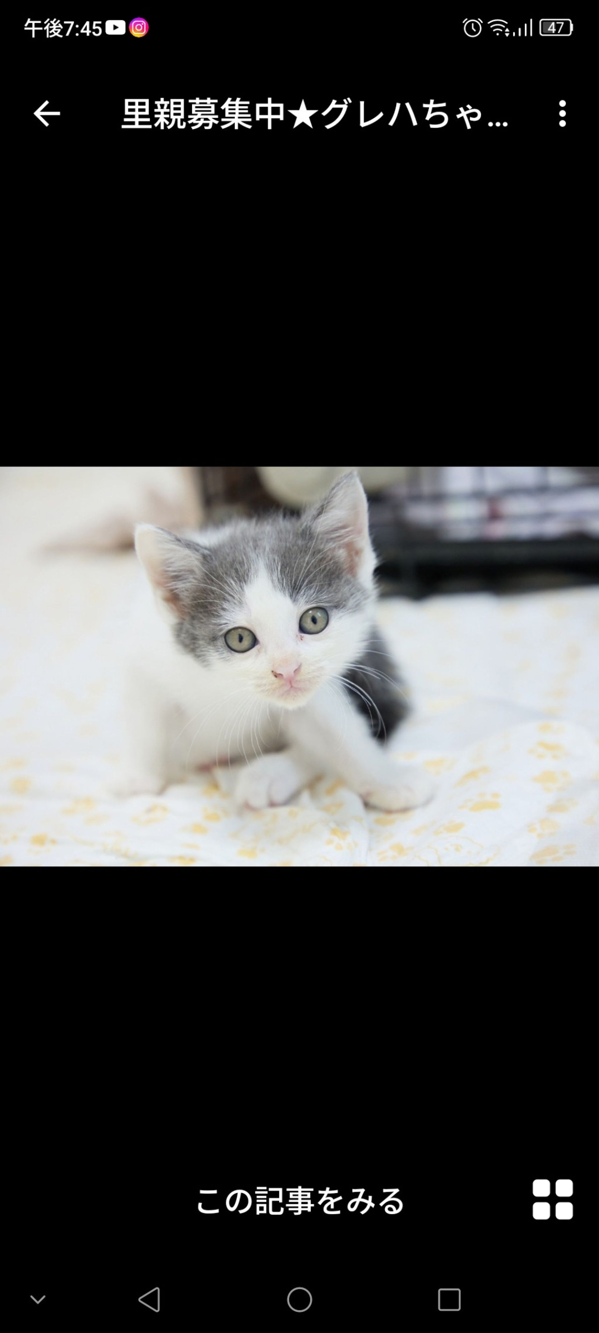 雑種（ミックス猫）・メスの里親募集の写真