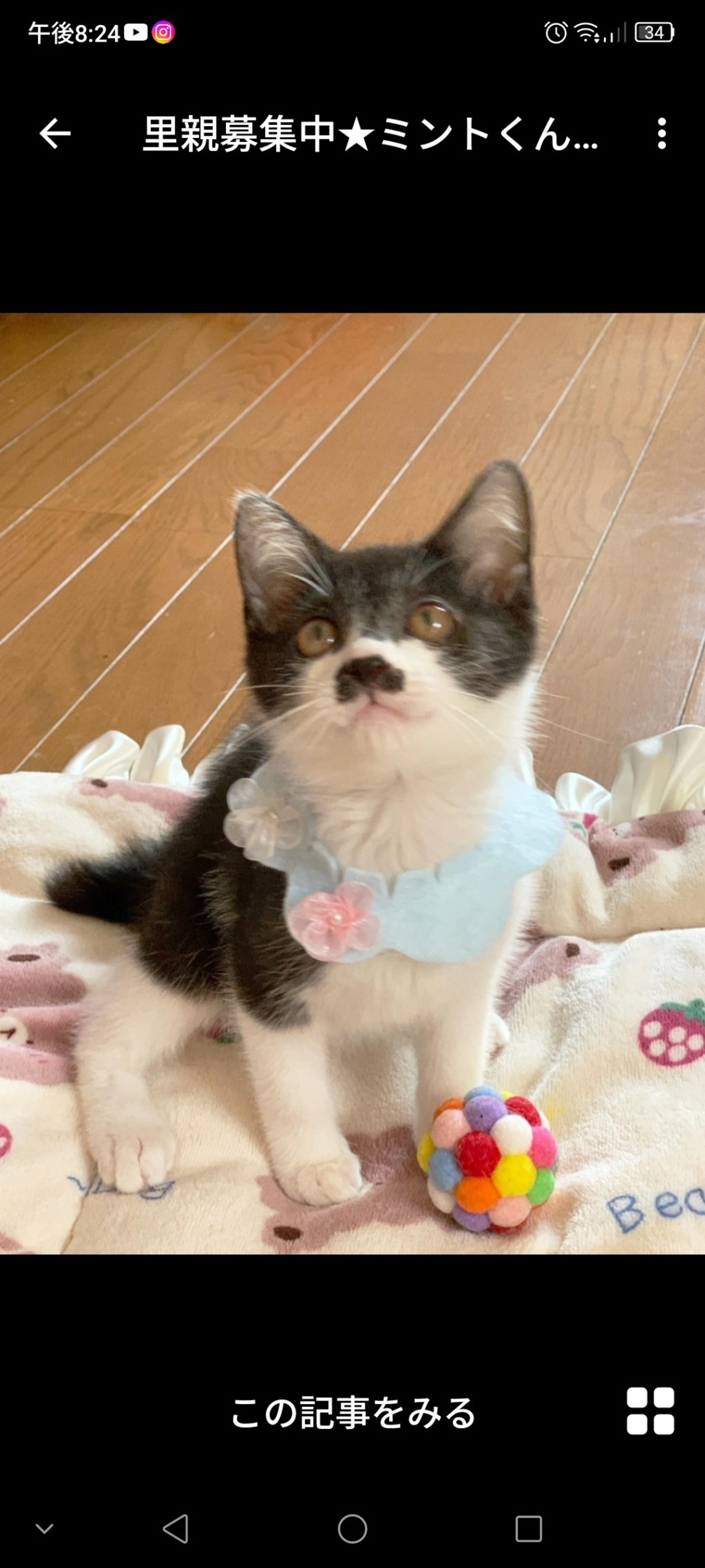 pet-image-2