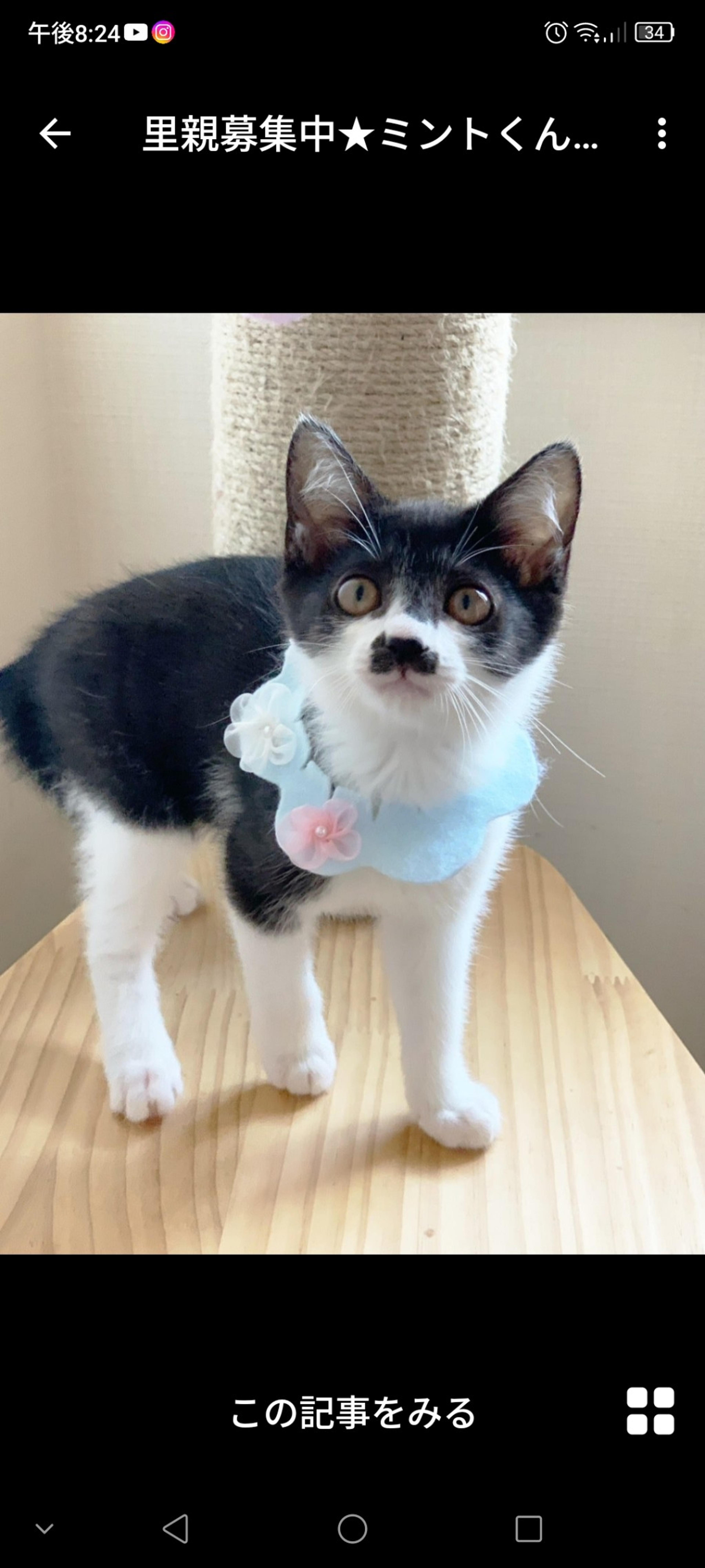 pet-image-3
