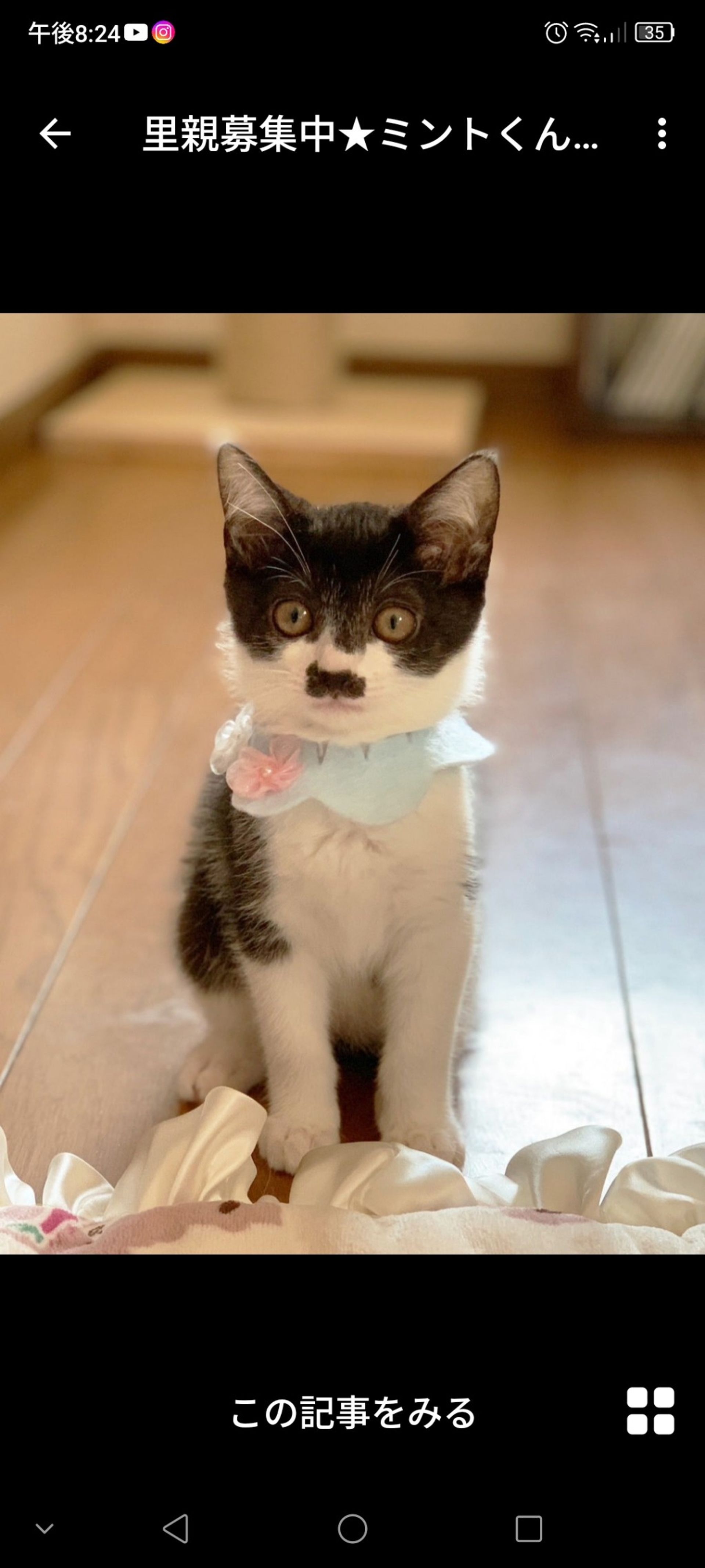 雑種（ミックス猫）・オスの里親募集の写真