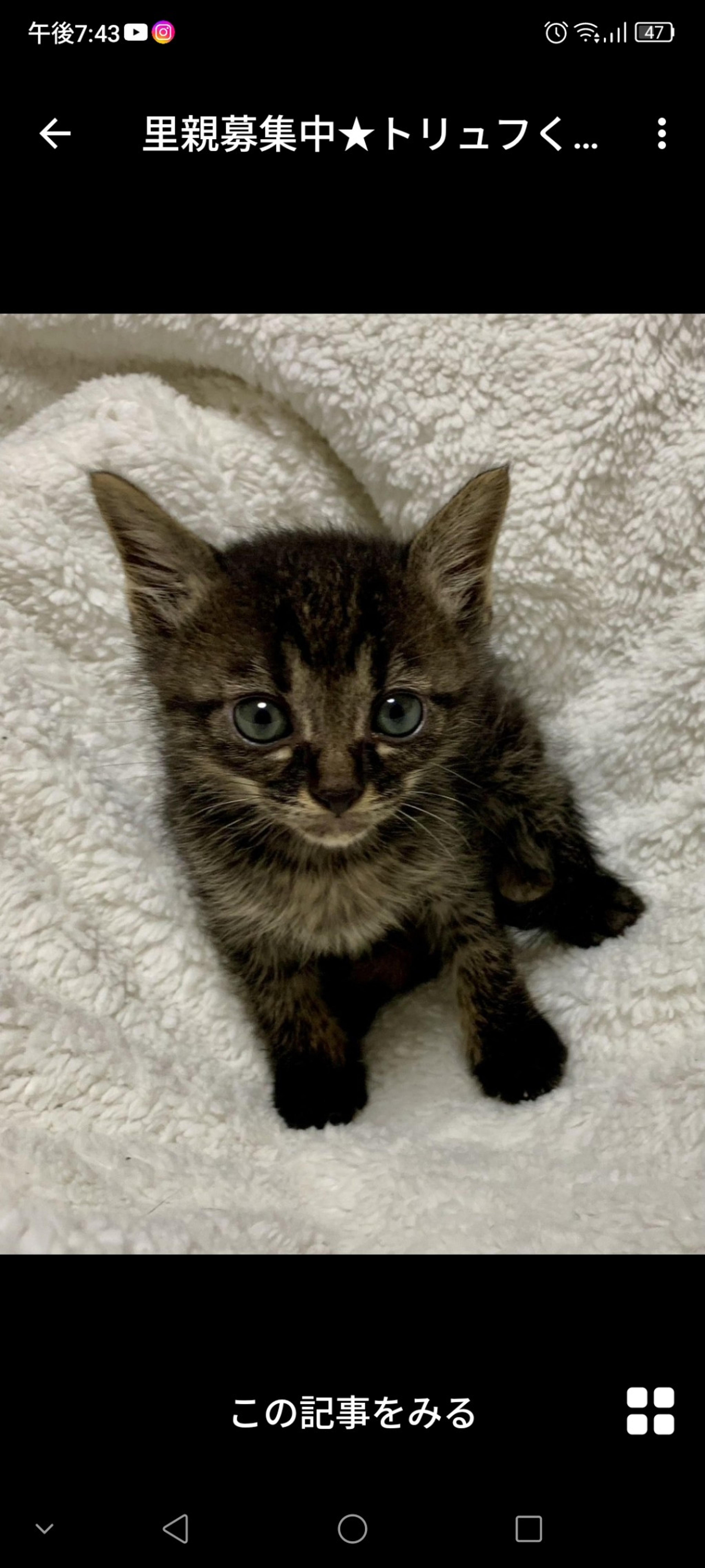 pet-image-2