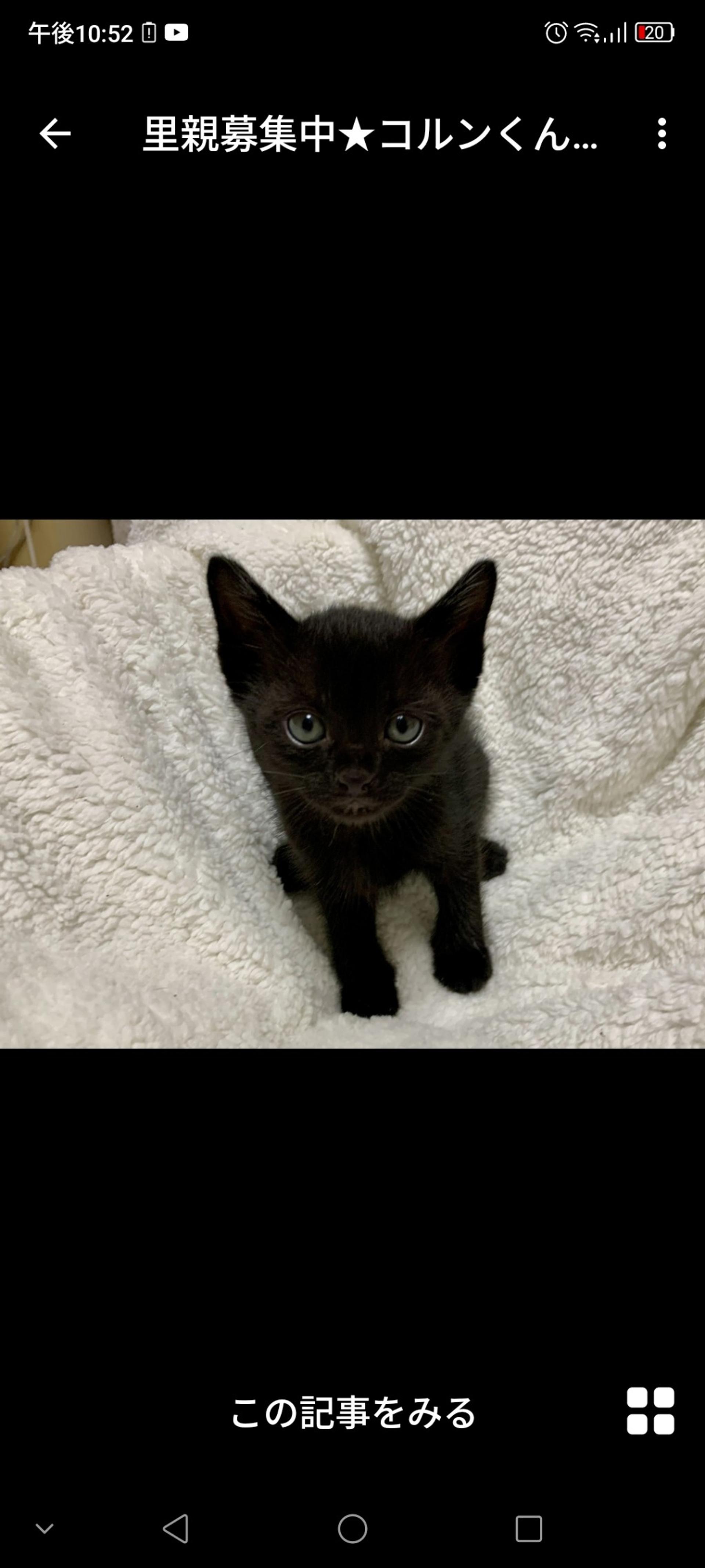 pet-image-3