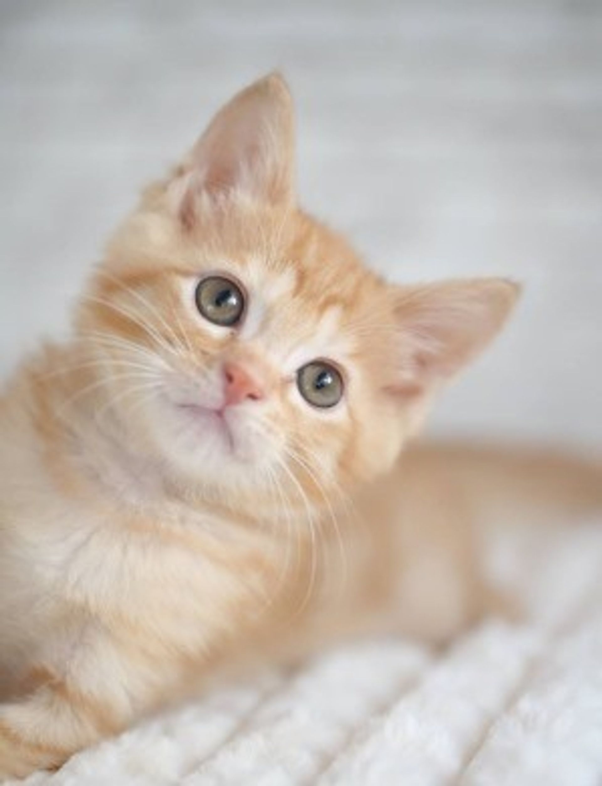 雑種（ミックス猫）・オスの里親募集の写真