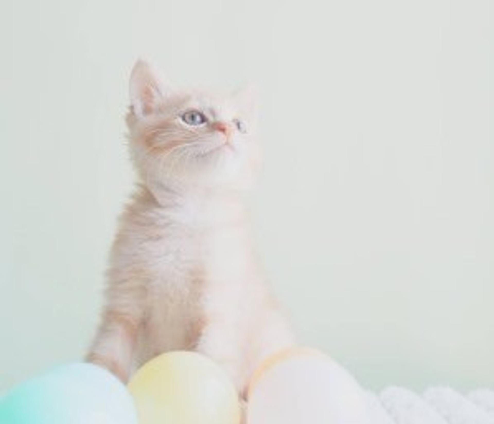 pet-image-6