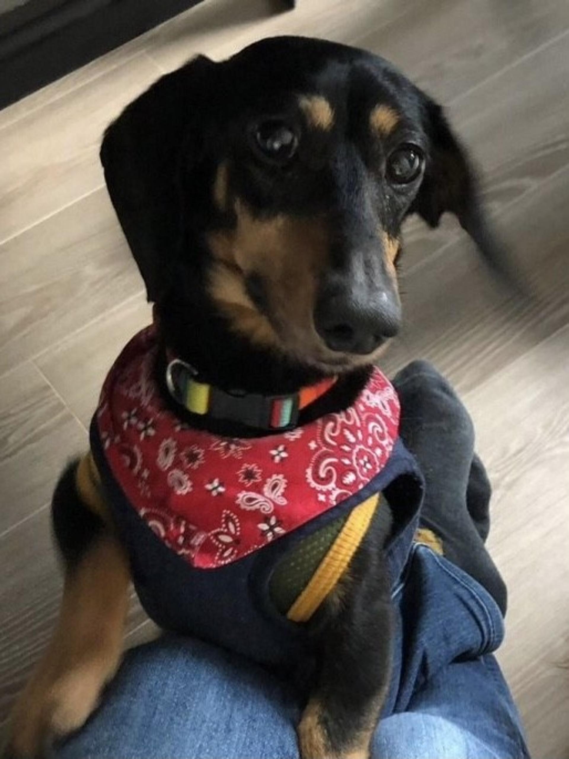 pet-image-2