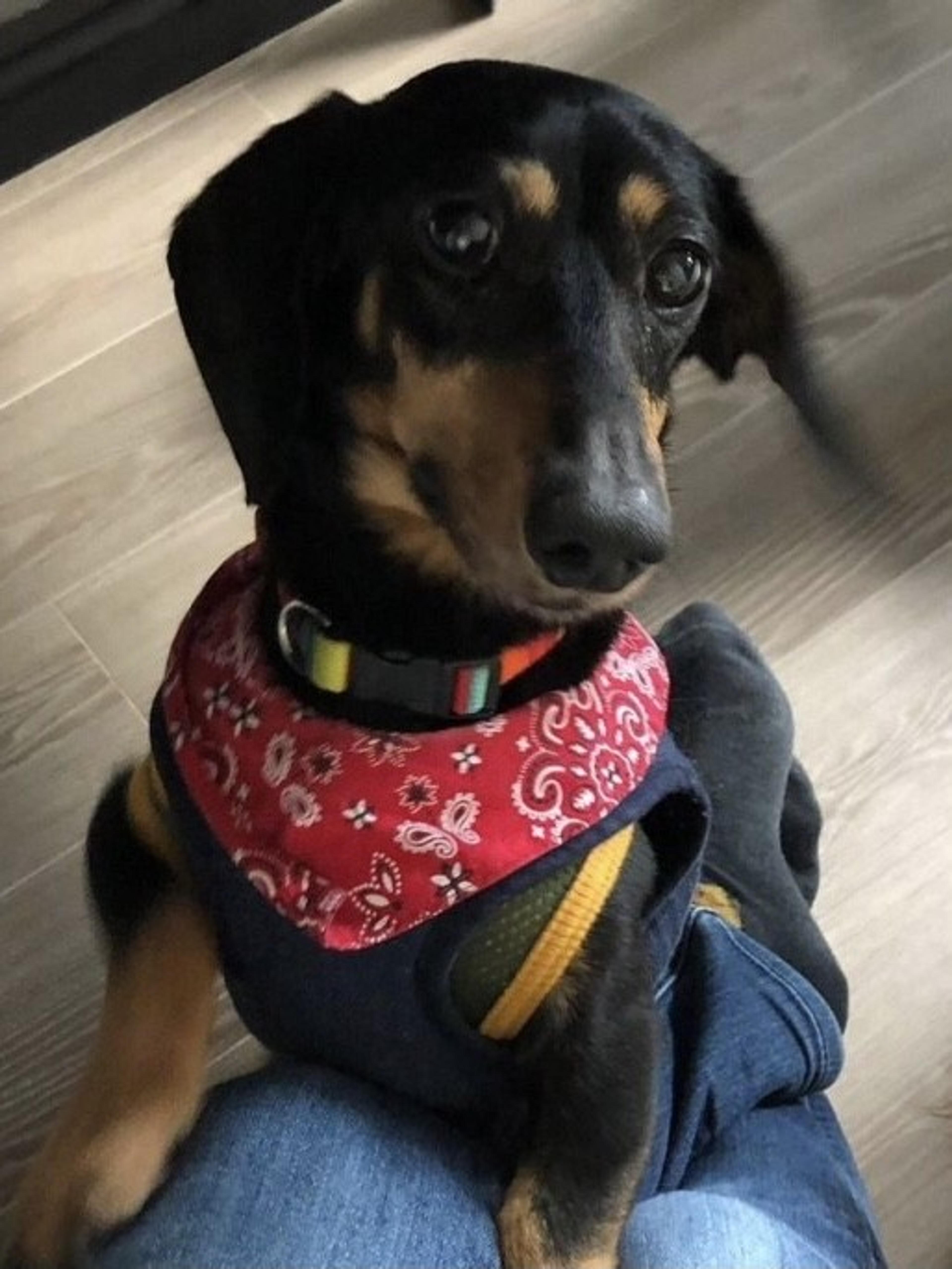 pet-image-2