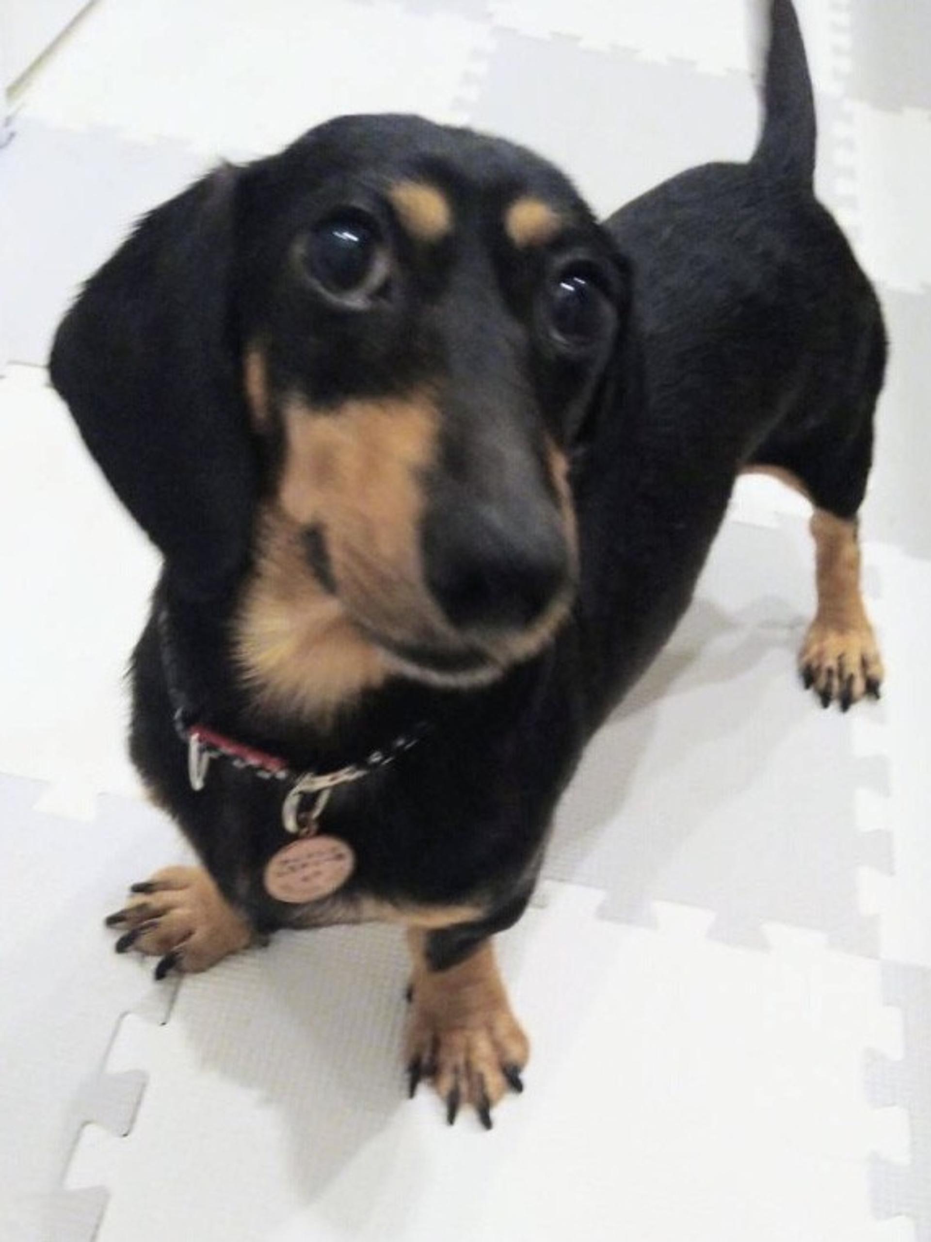 pet-image-3