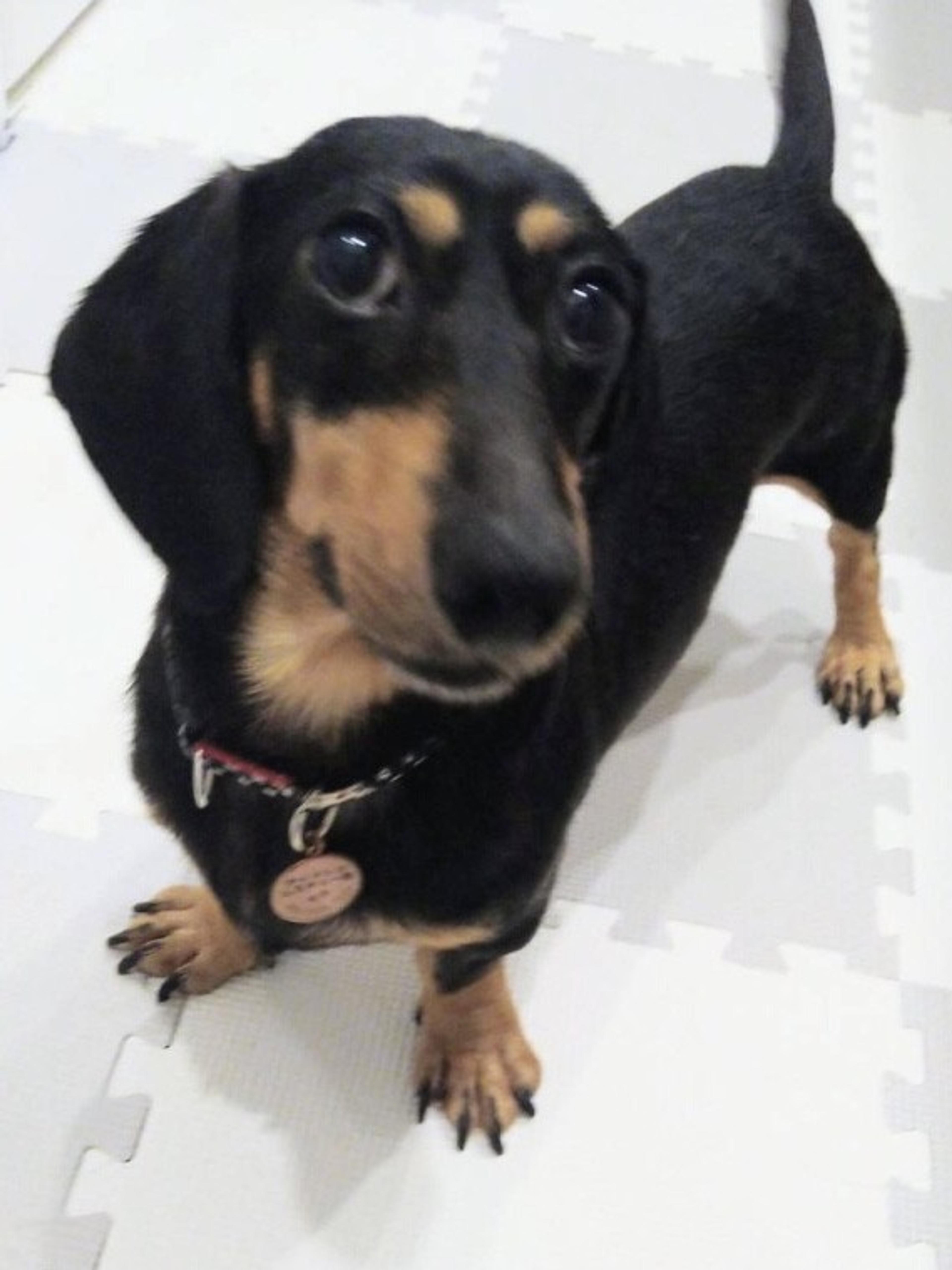 pet-image-3