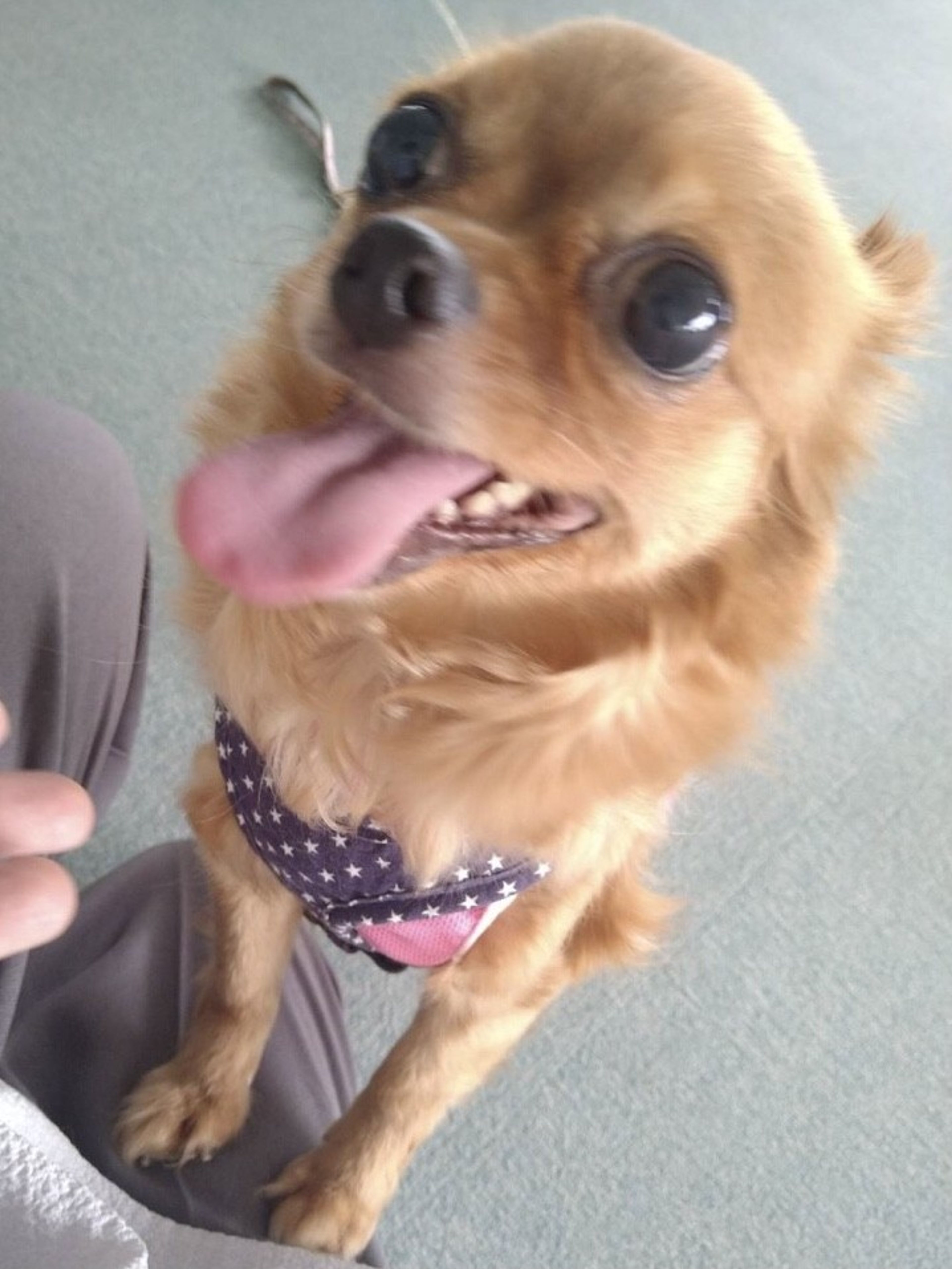 pet-image-2