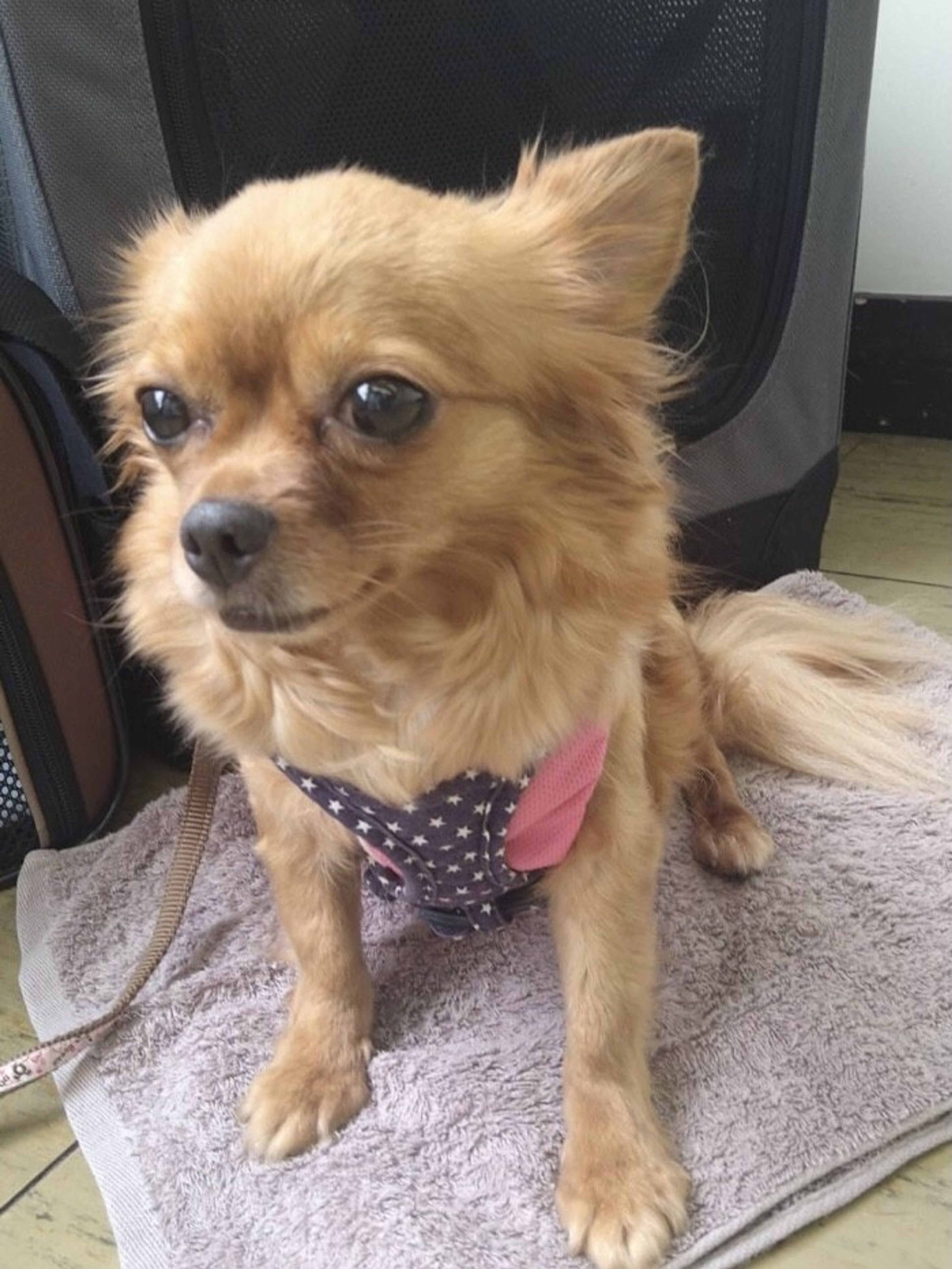 pet-image-3