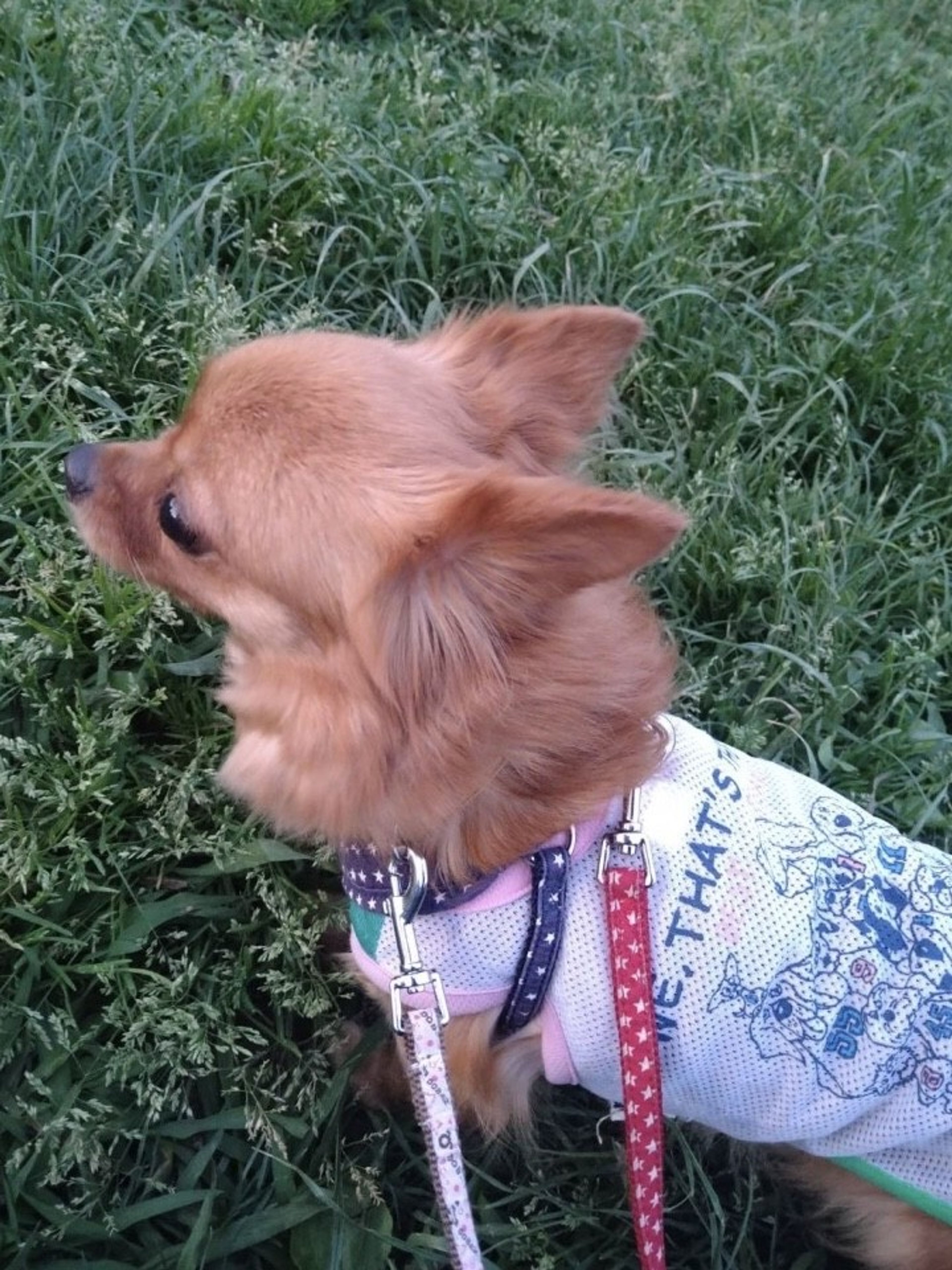 pet-image-4