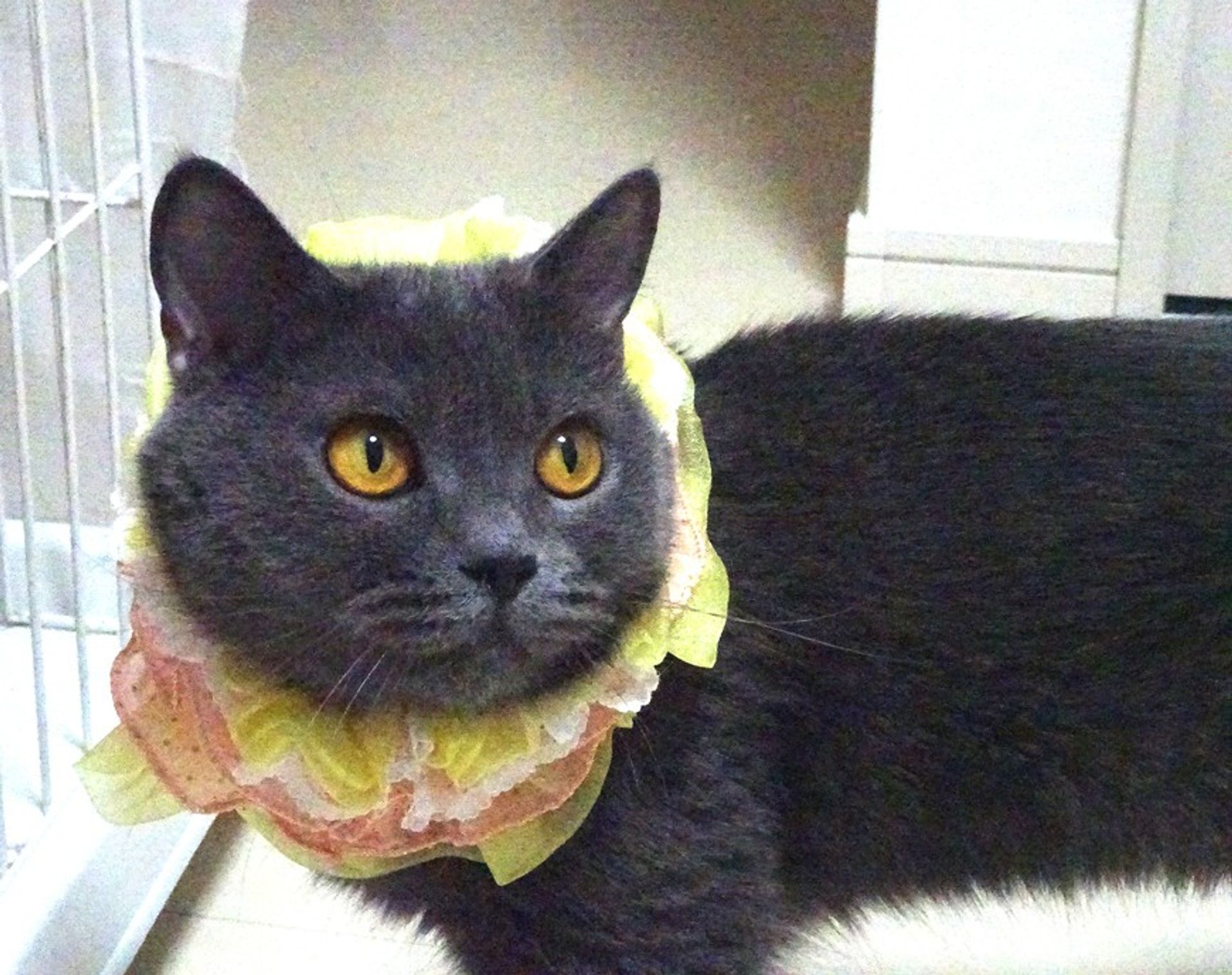 ブリティッシュショートヘア・メスの里親募集の写真