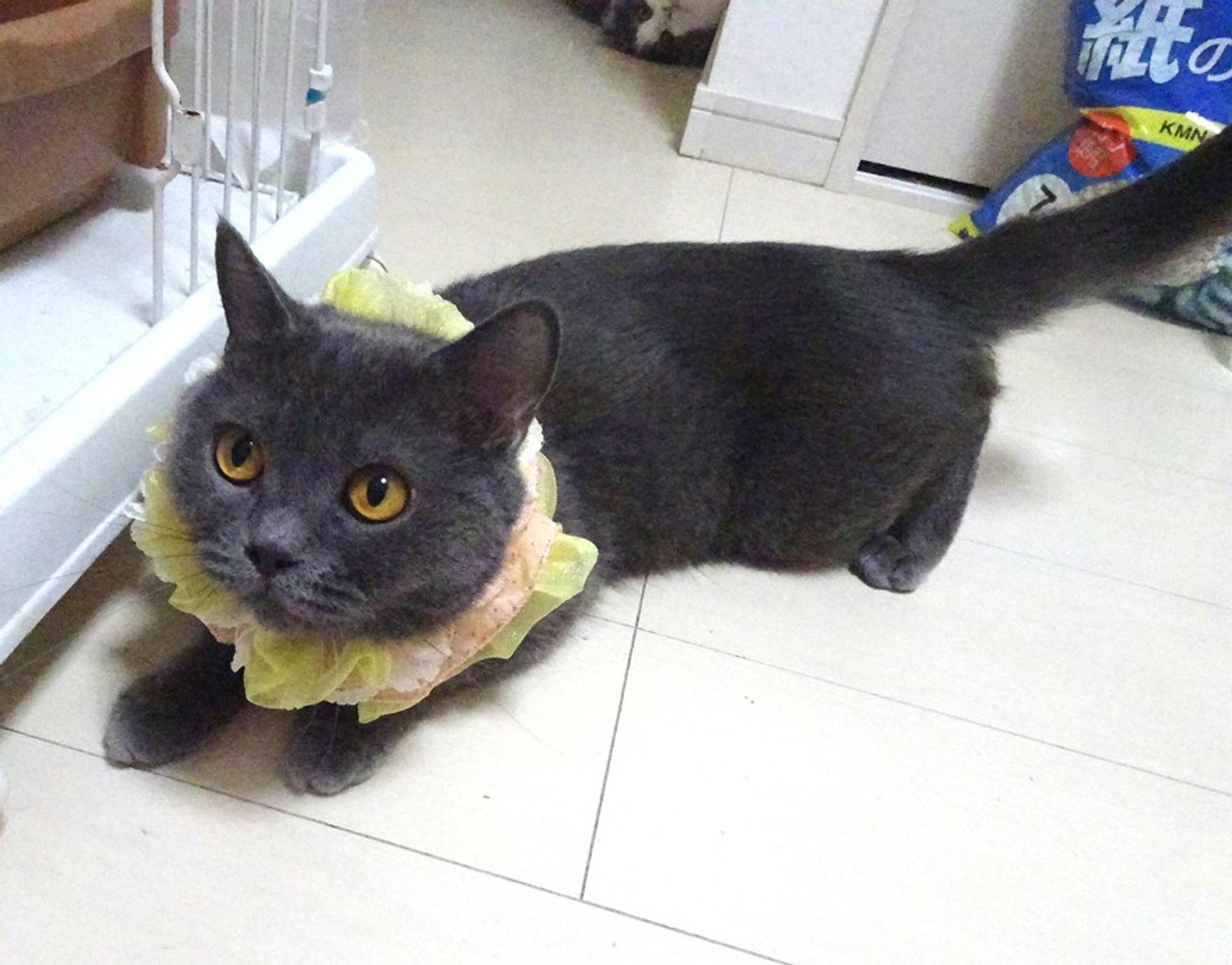 pet-image-3