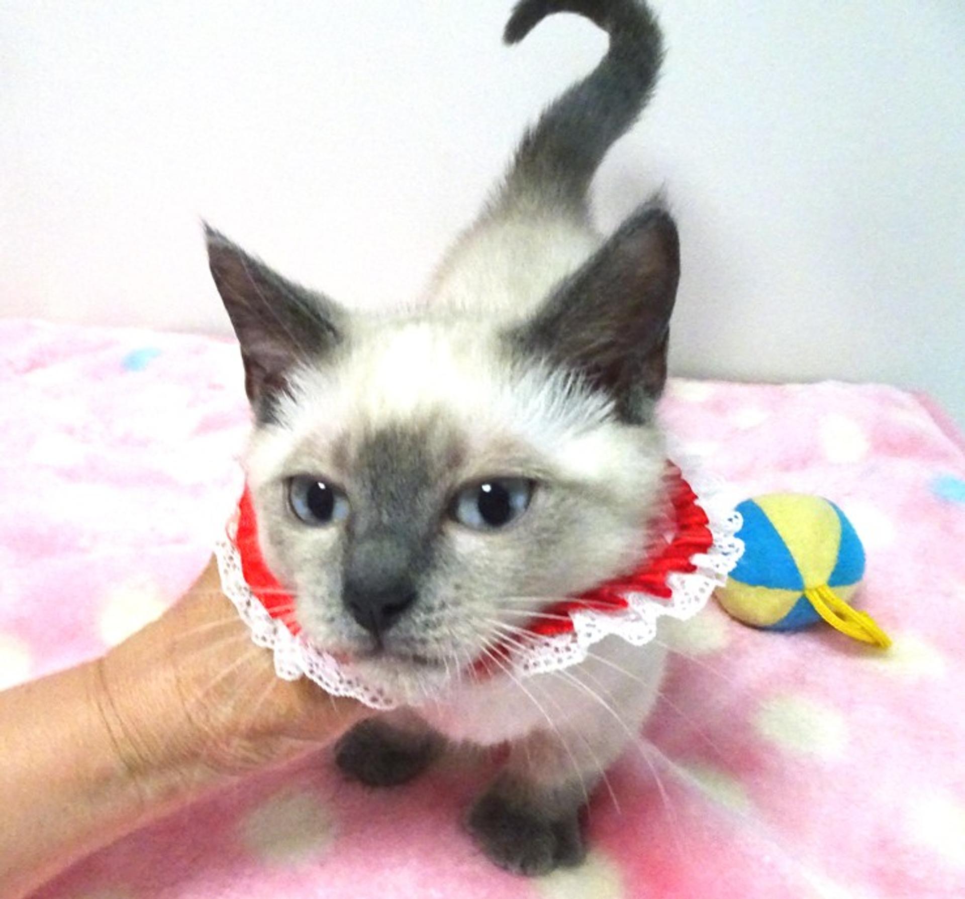 pet-image-3