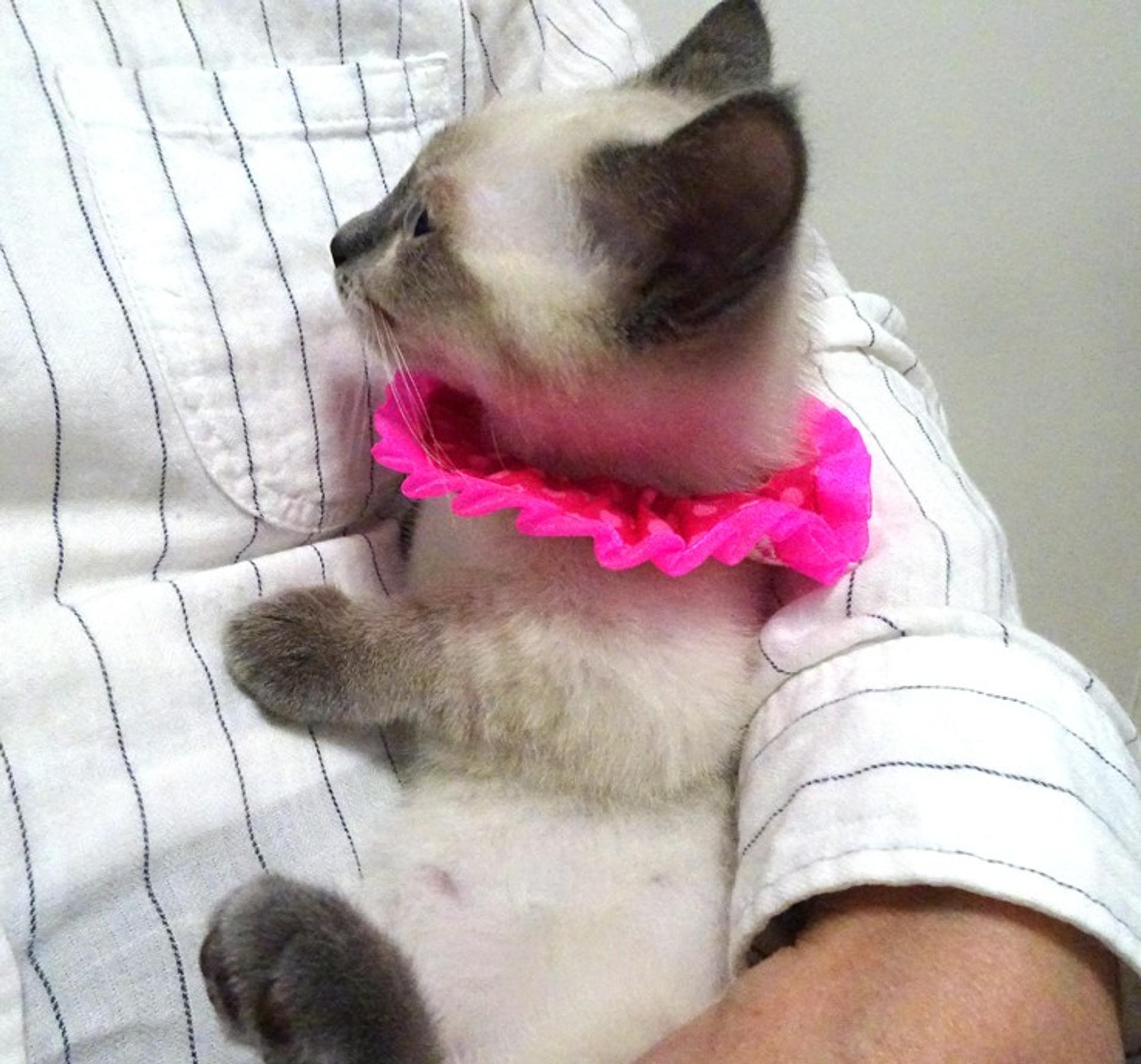 pet-image-4
