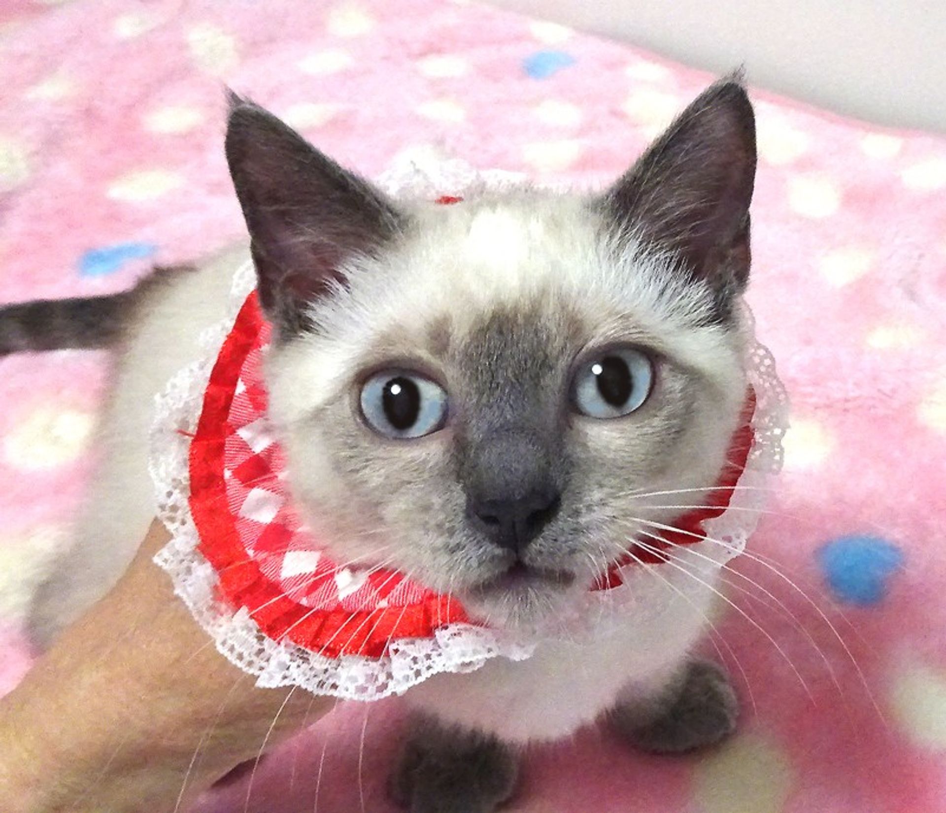 マンチカン・メスの里親募集の写真