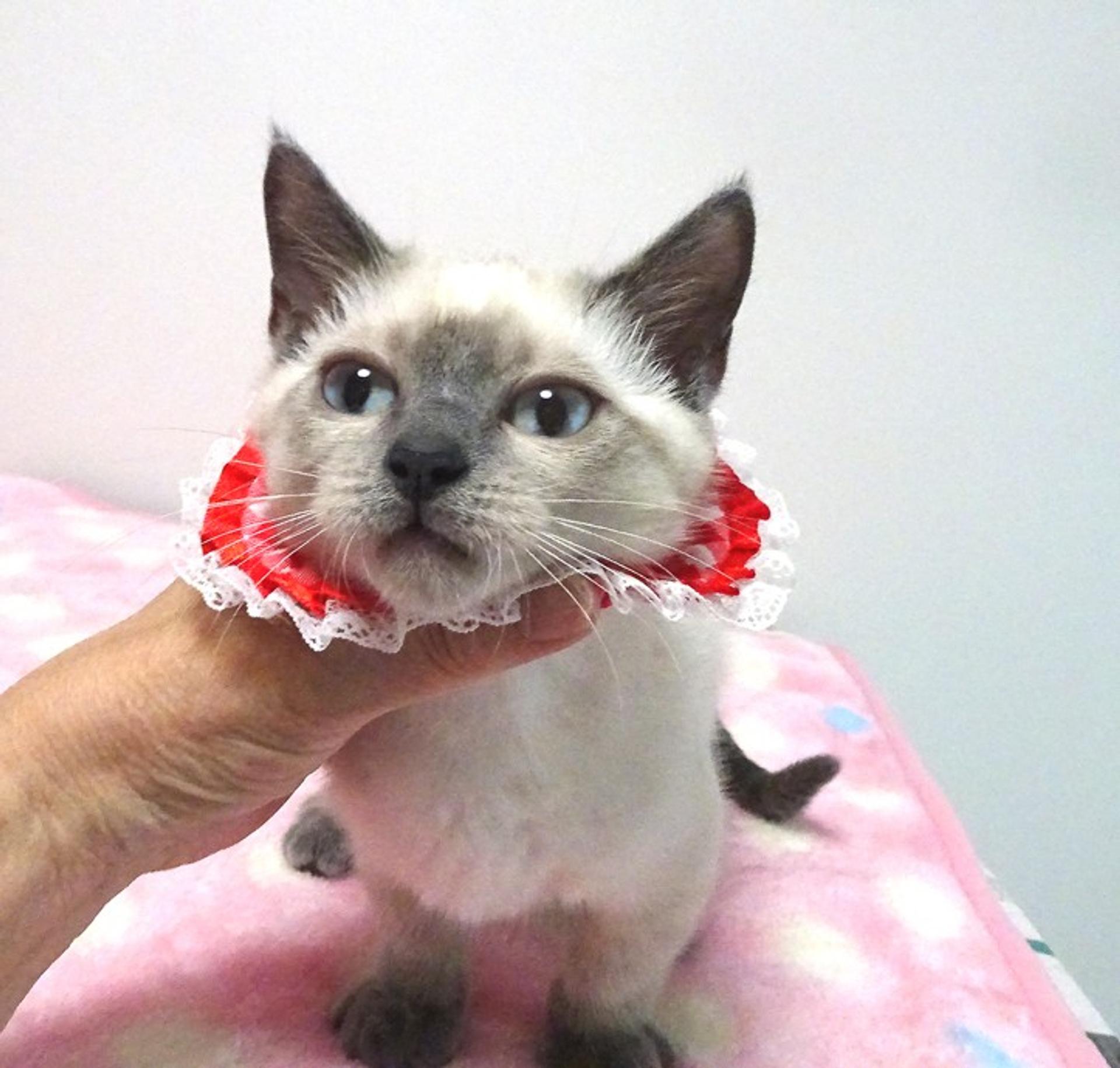 pet-image-5