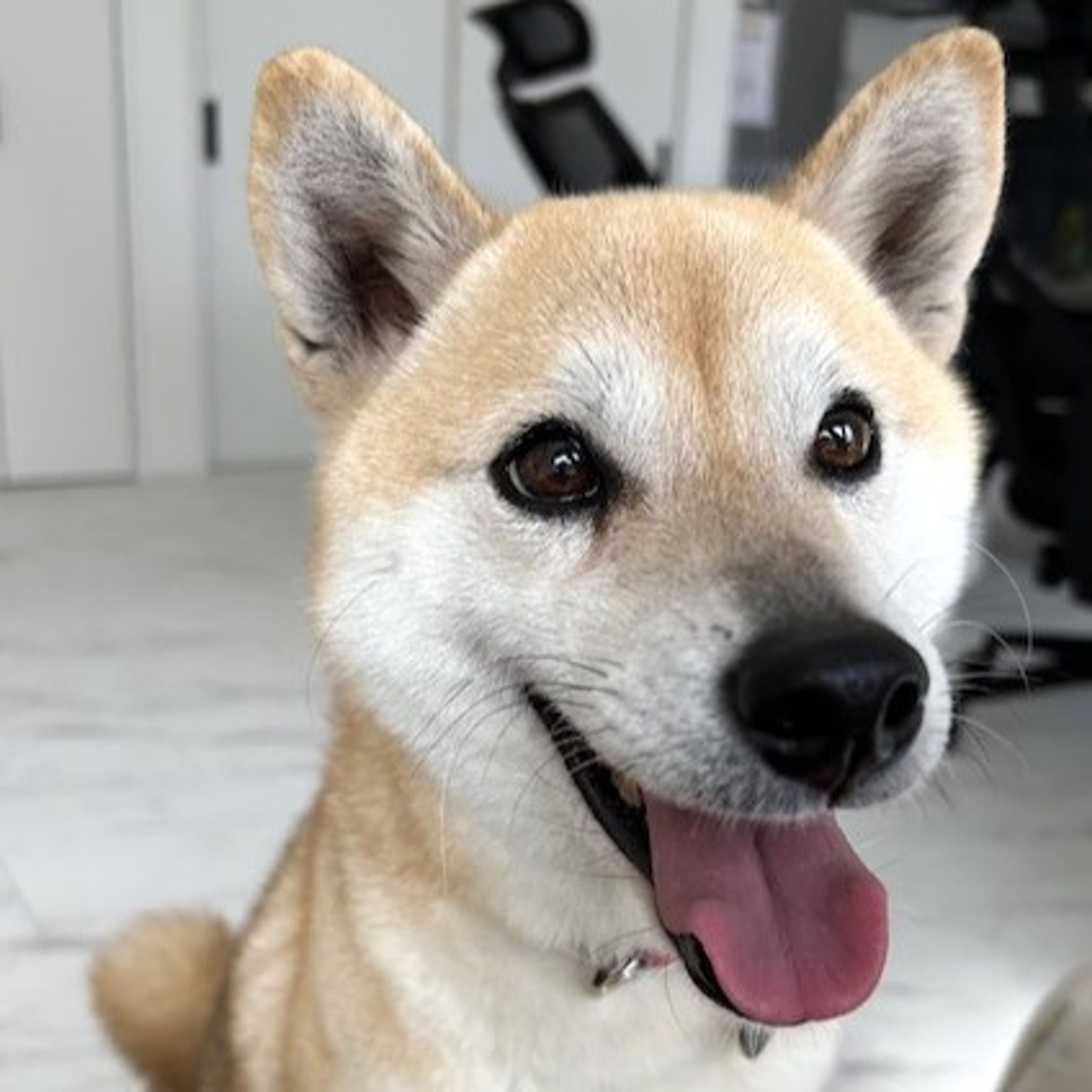柴犬・メスの里親募集の写真