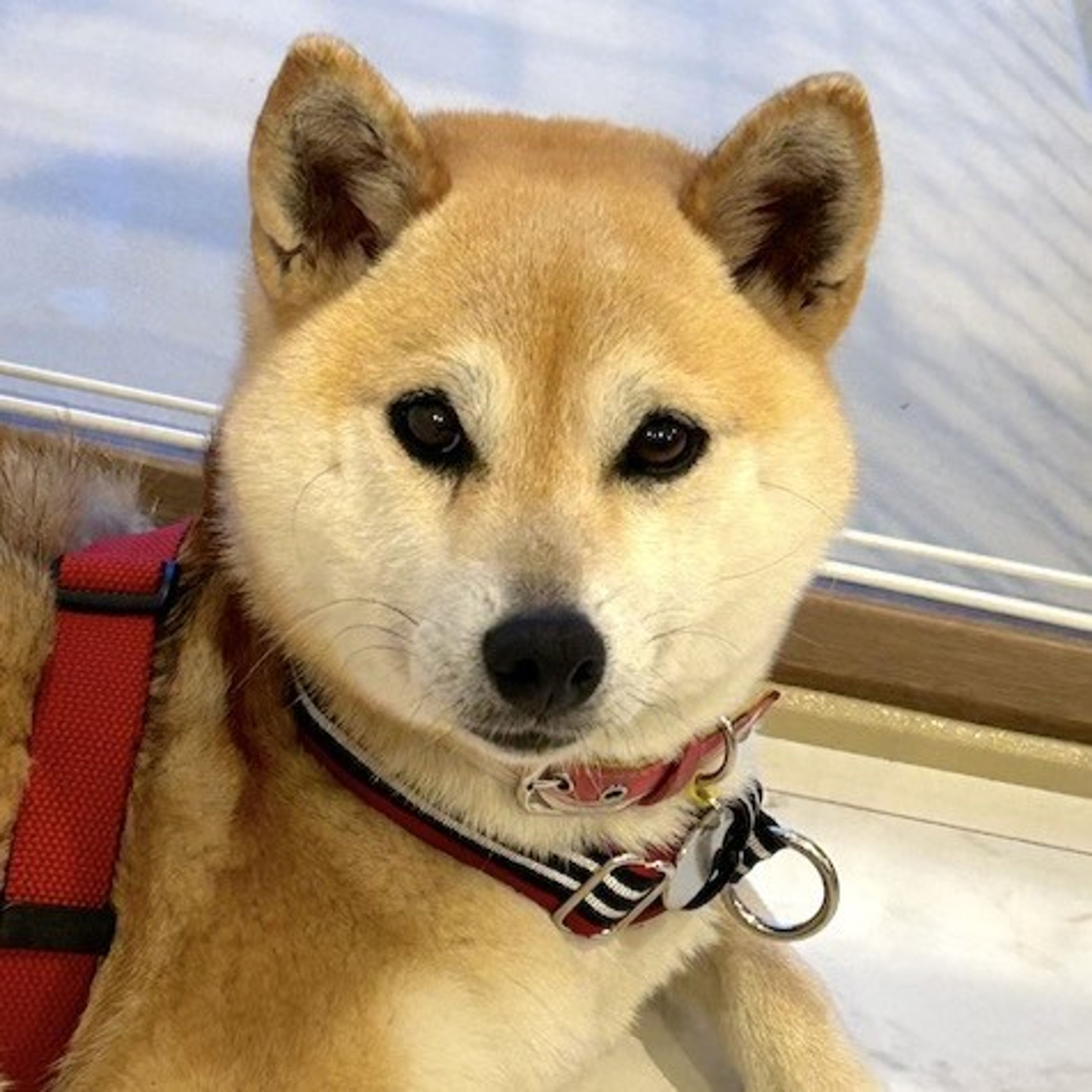 pet-image-2