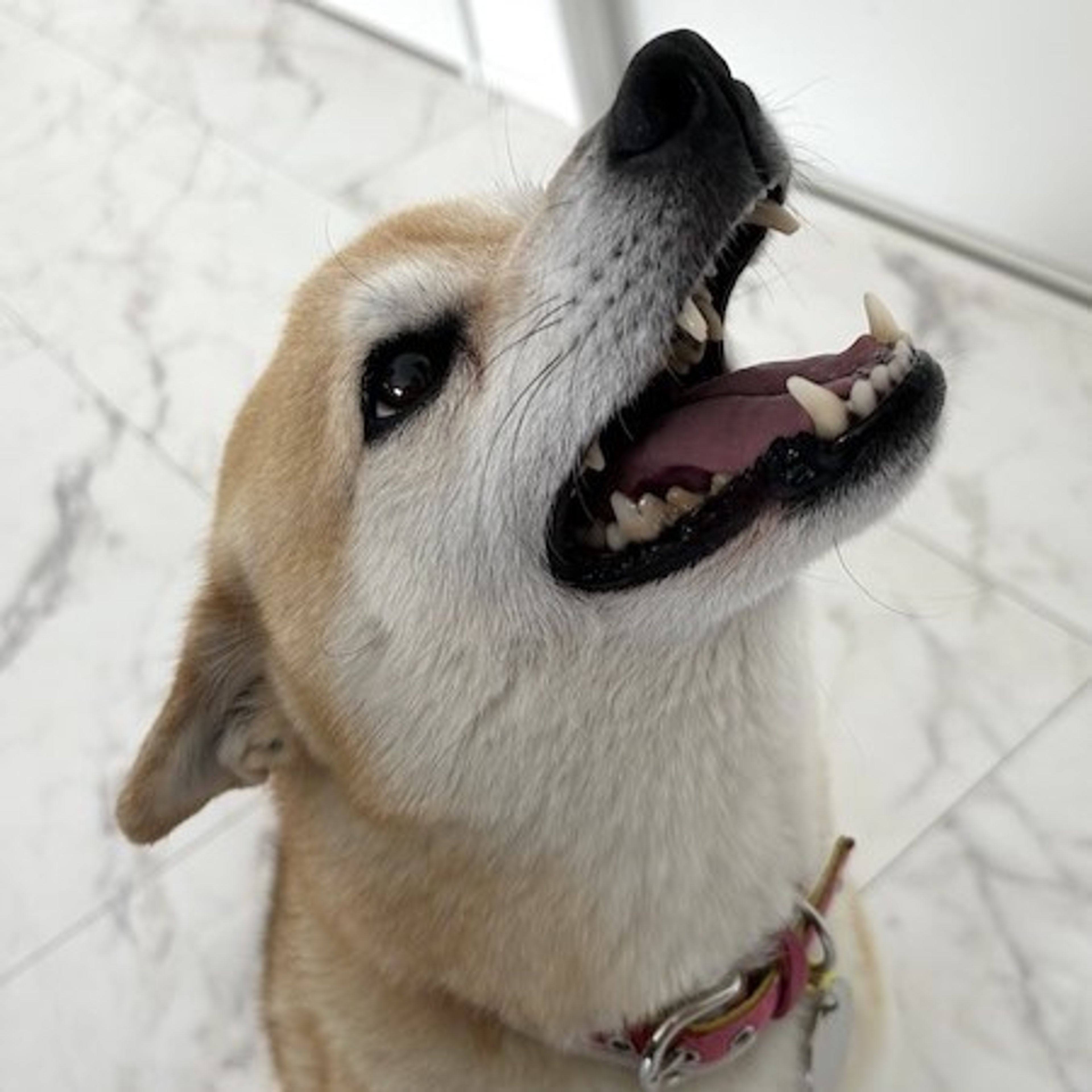 pet-image-4