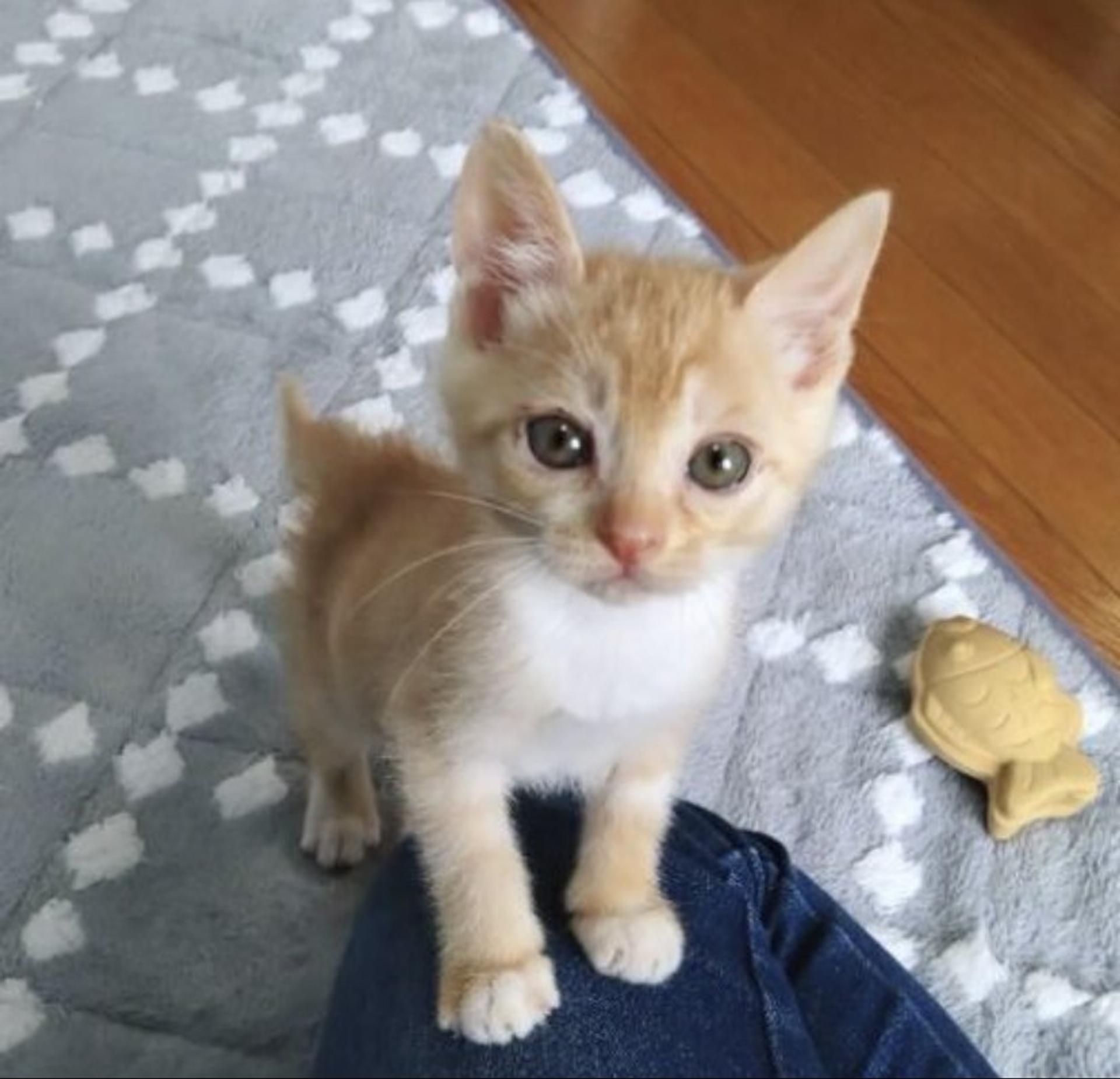pet-image-2