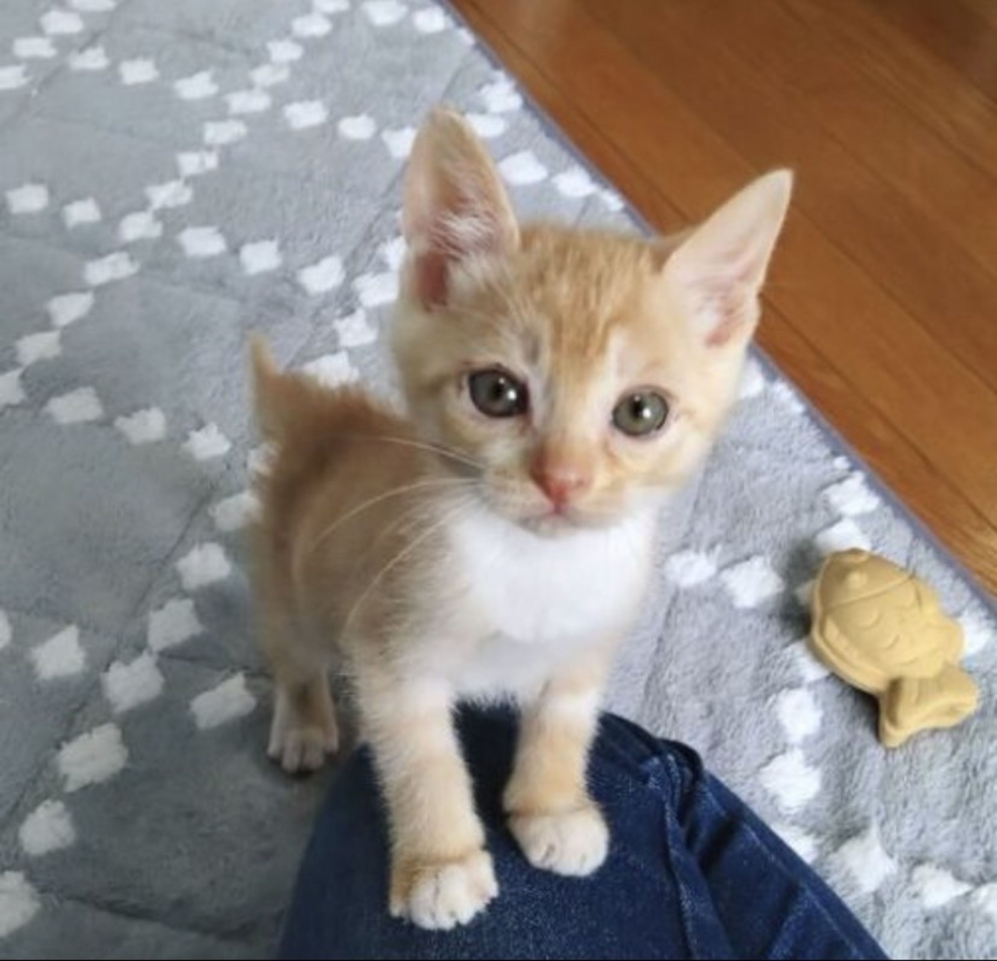 pet-image-2