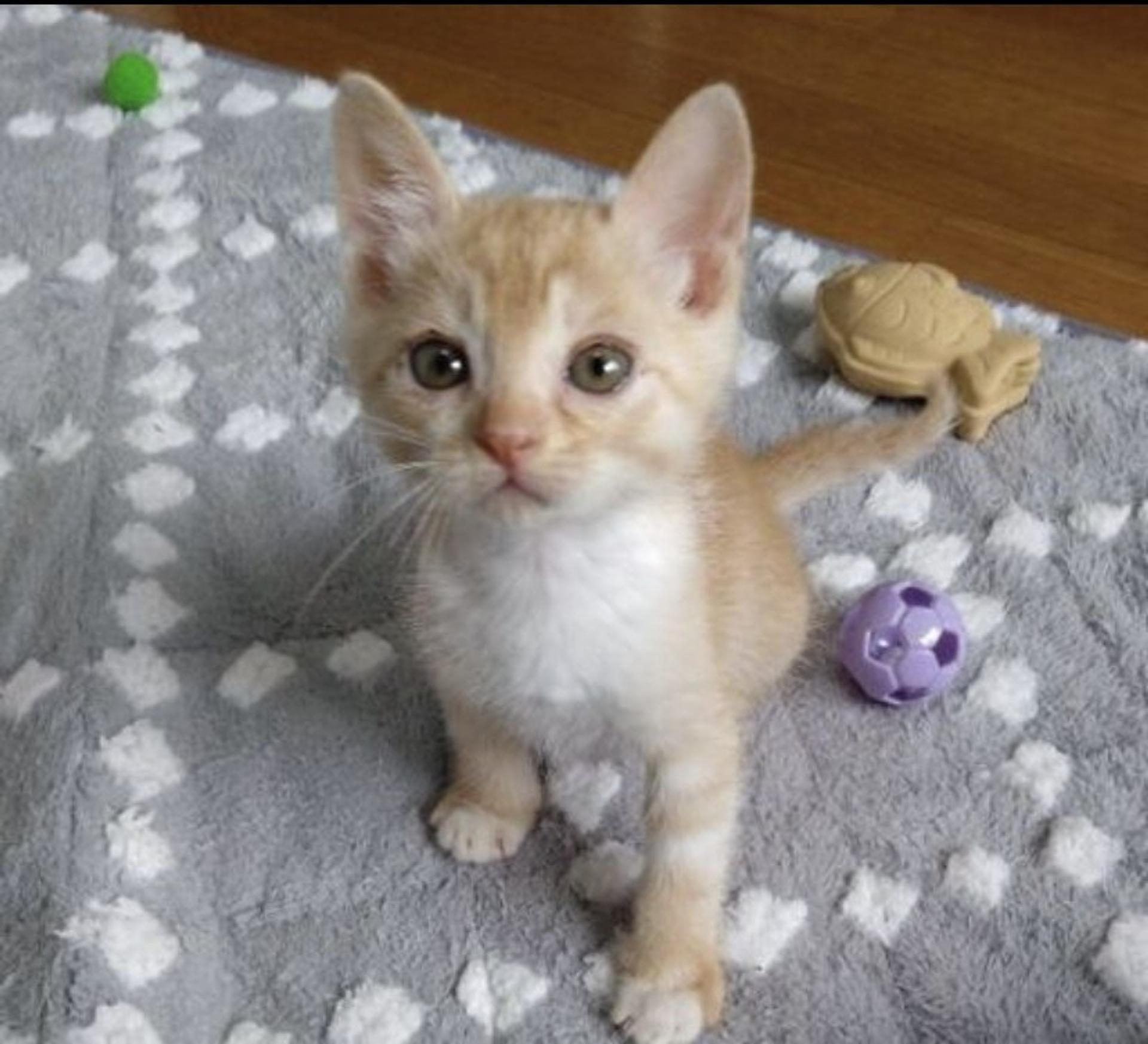 pet-image-4
