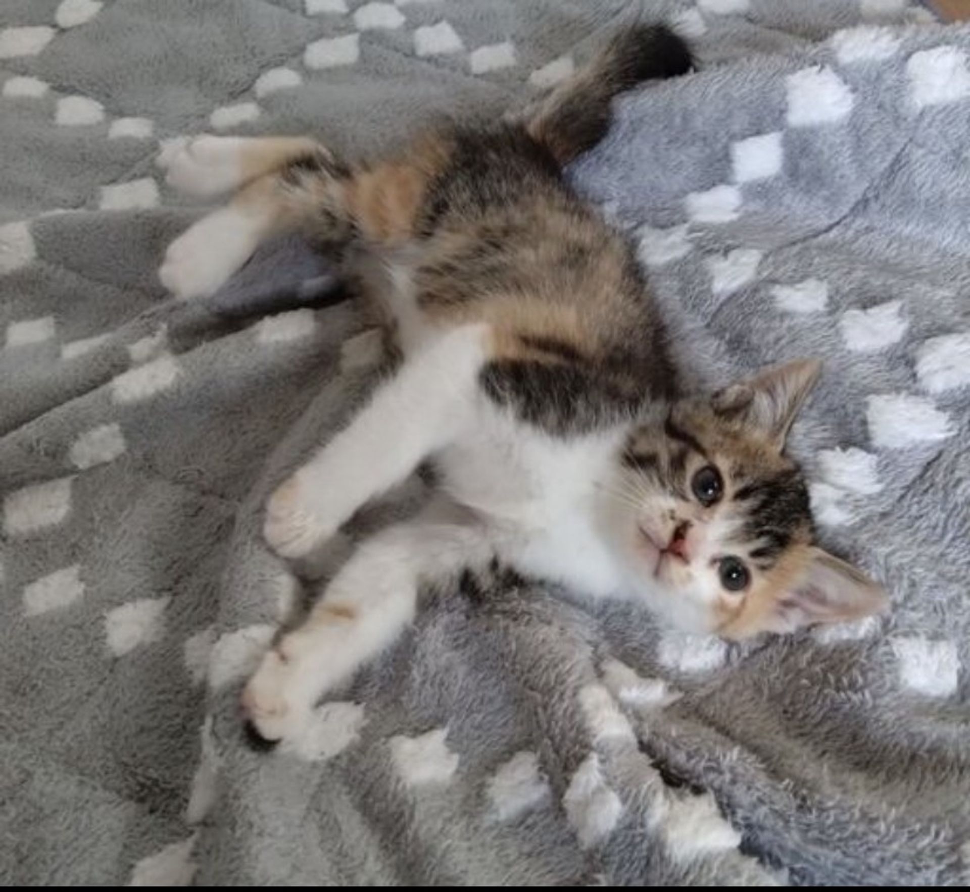 雑種（ミックス猫）・メスの里親募集の写真